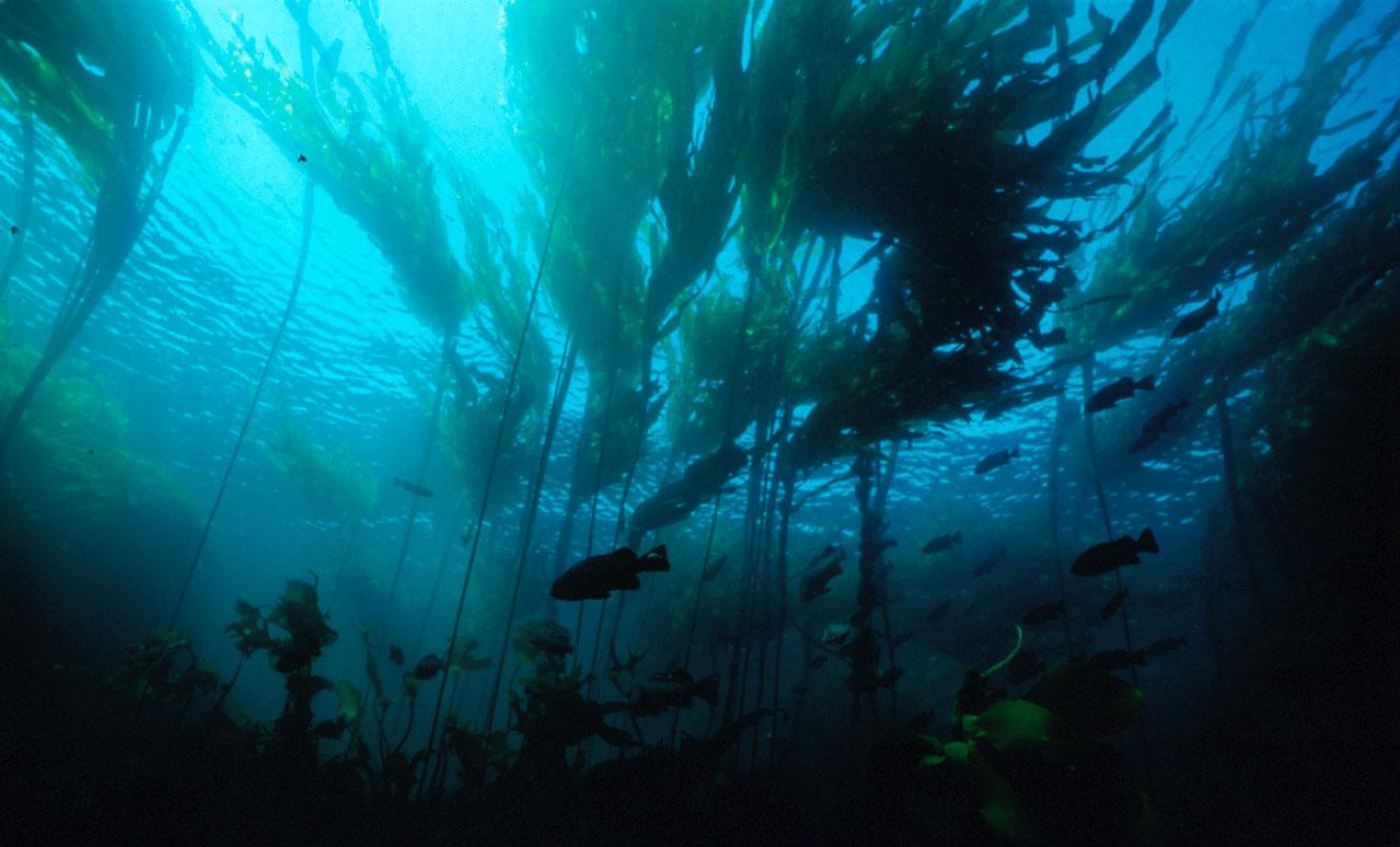 Desktop Wallpaper: The spectacle of underwater photography