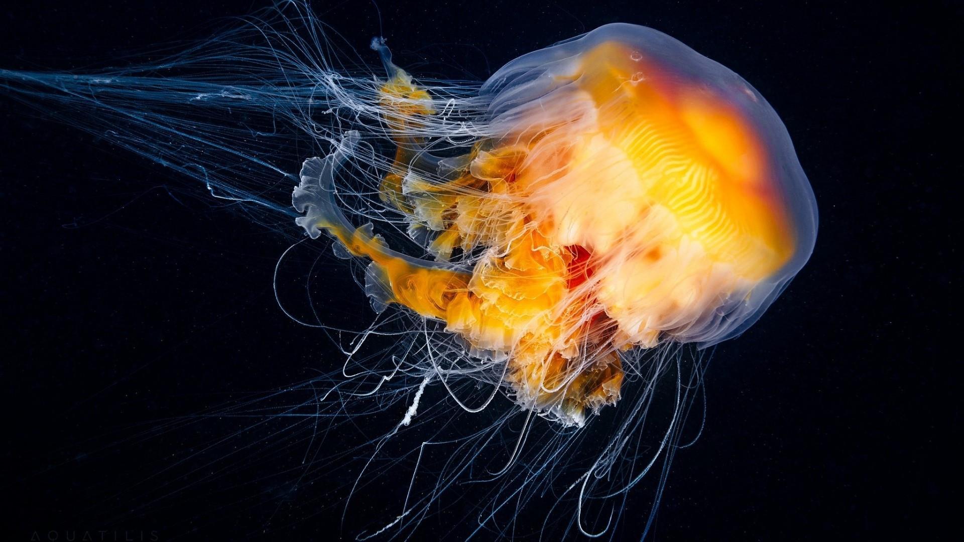Jellyfish Photography HD Wallpaper. Wallpaper Studio