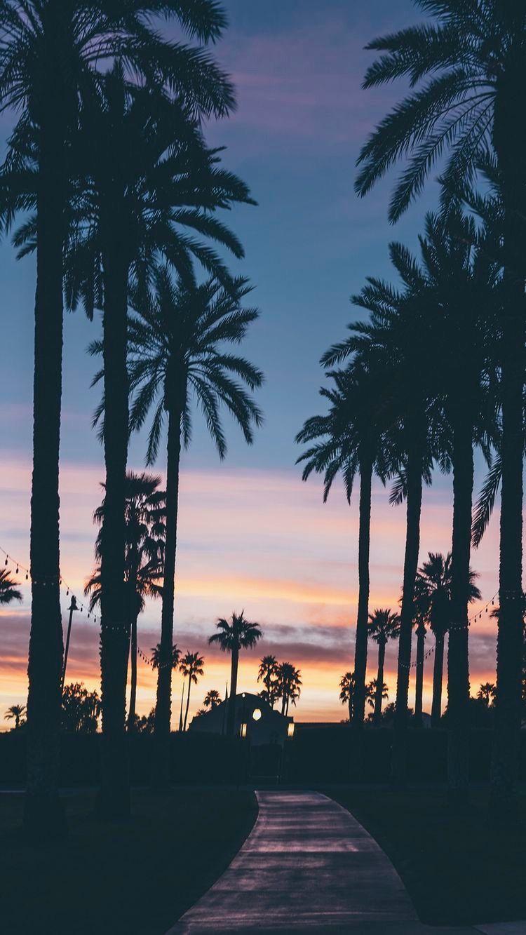 Evening with palm trees. Wallpaper. Screen wallpaper, Summer