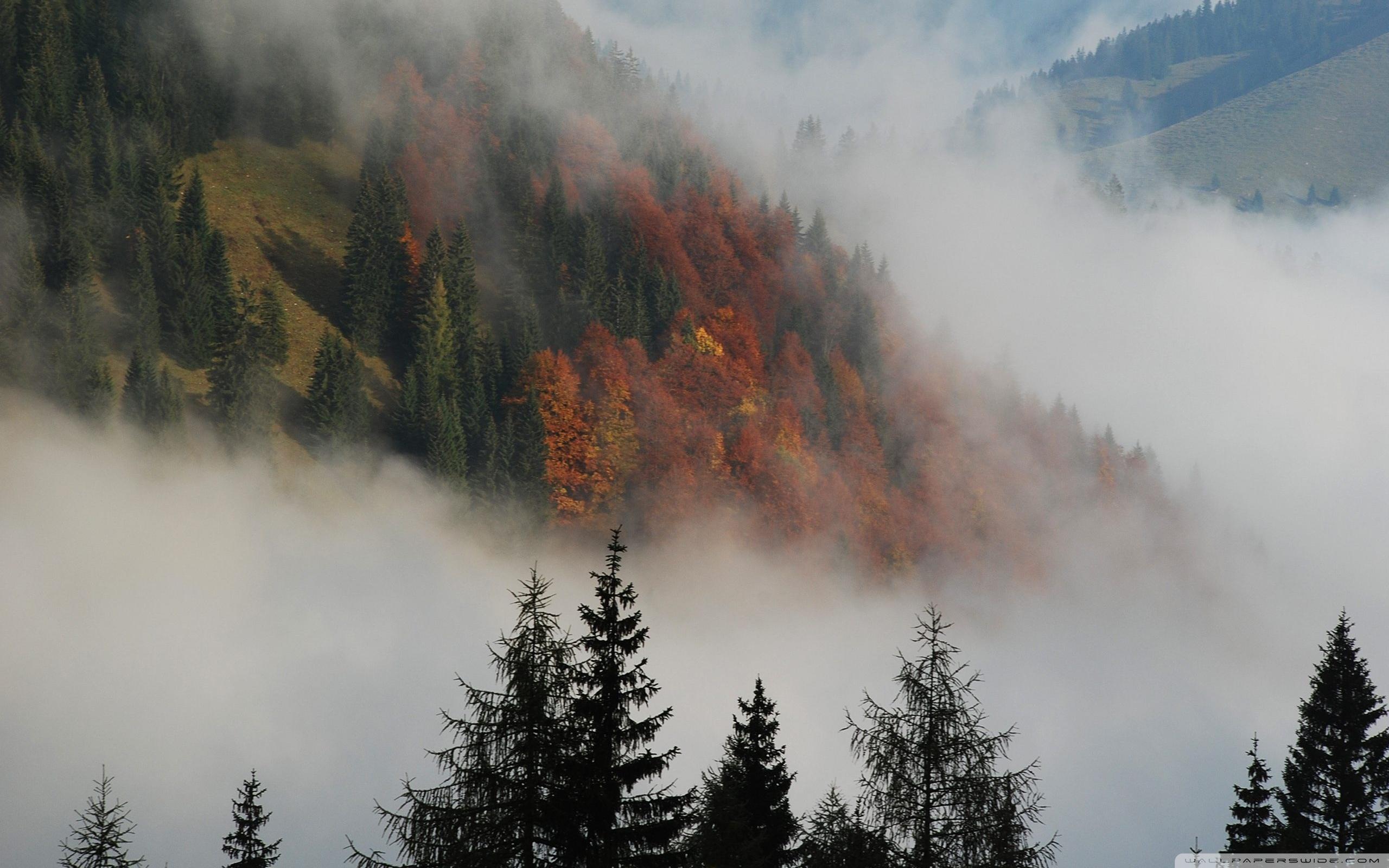Foggy Mountain Forest ❤ 4K HD Desktop Wallpaper for 4K Ultra HD TV
