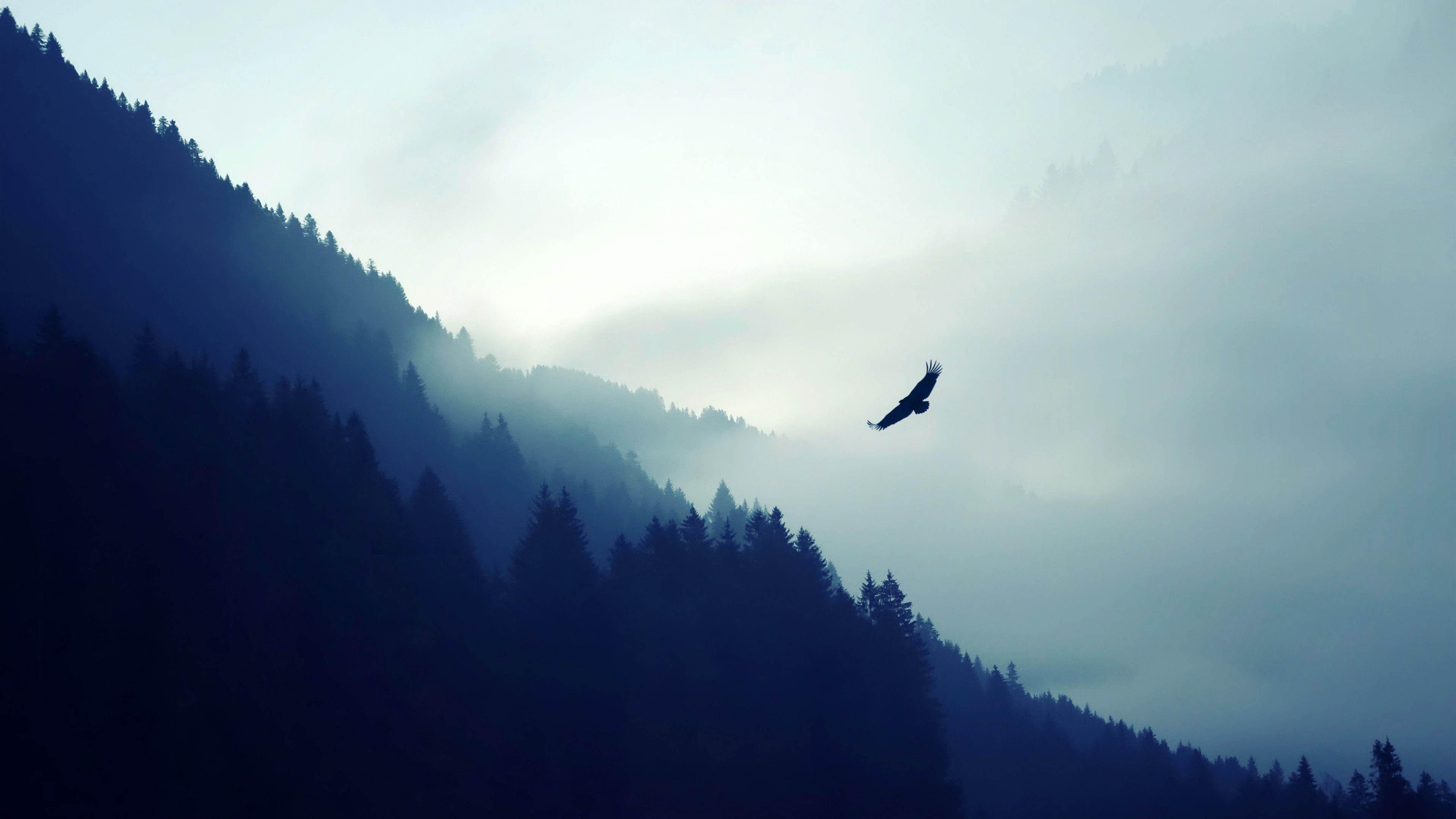 Eagle Flying Over Foggy Mountains Wallpaper 5278