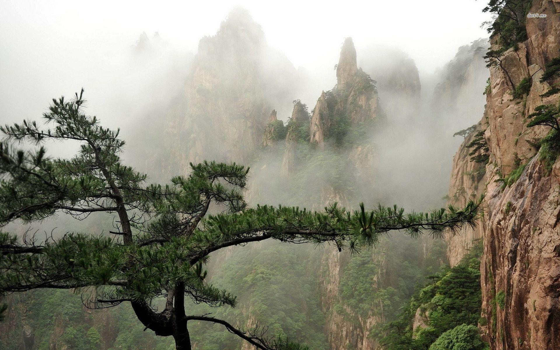 Tree in the foggy mountain valley wallpaper wallpaper