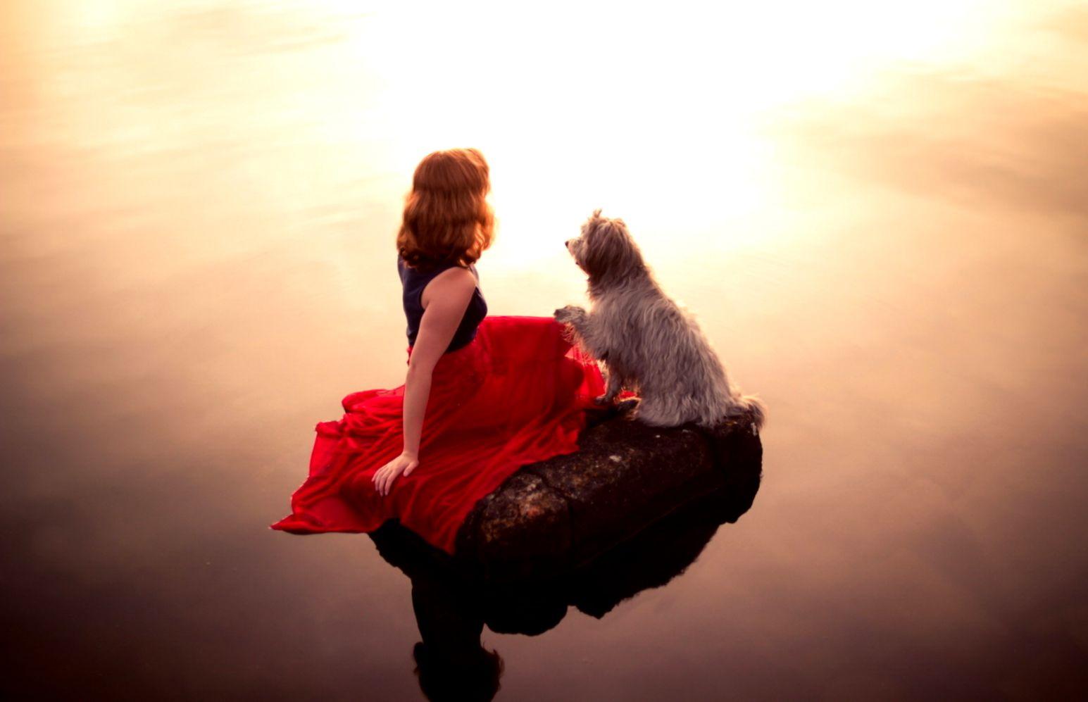 Cute Dog Mood Wallpaper