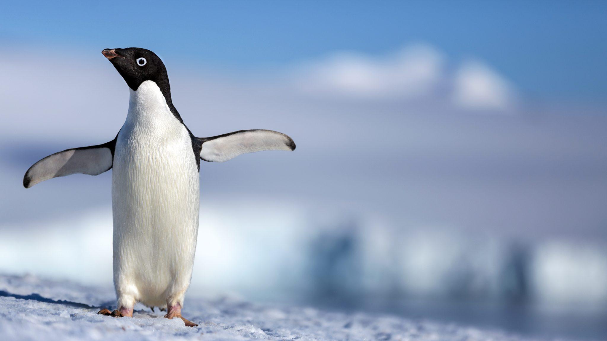 Disneynature trailer for Penguins