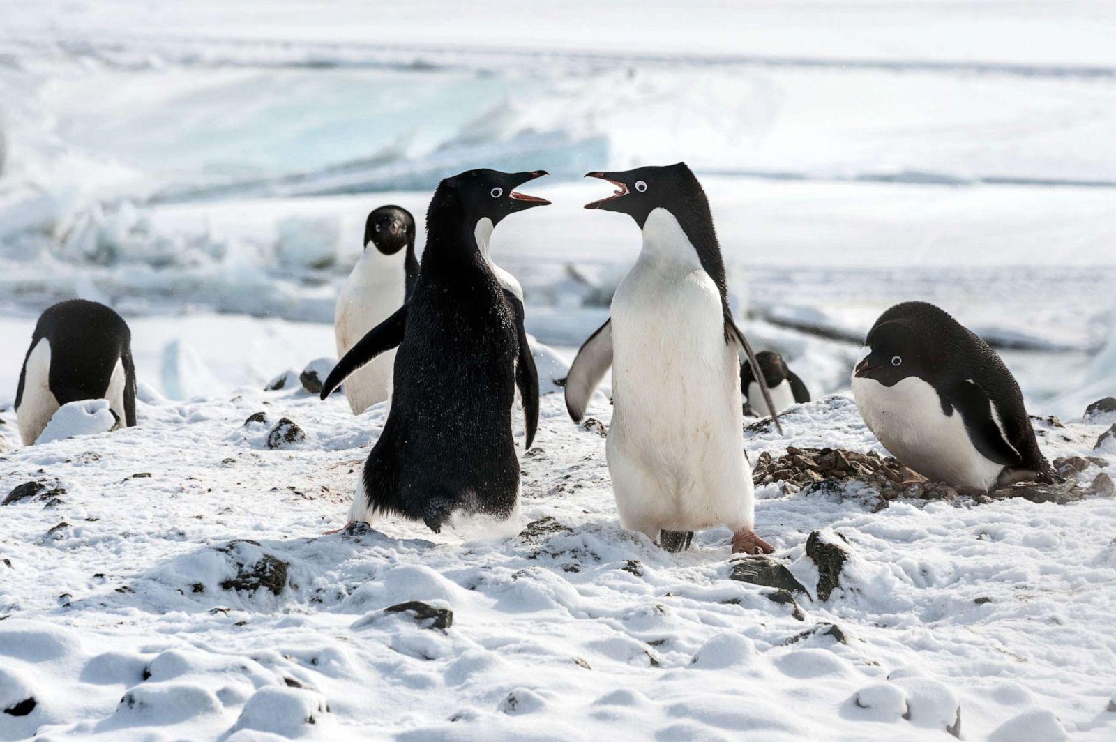 Disneynature's 'Penguins' filmmakers on getting frostbite, creating
