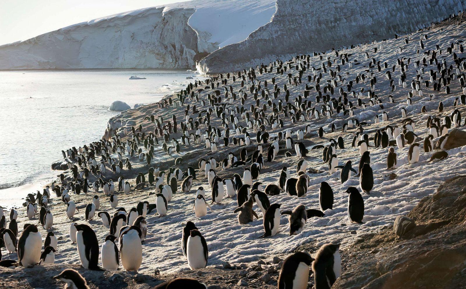 Disneynature's 'Penguins' filmmakers on getting frostbite, creating