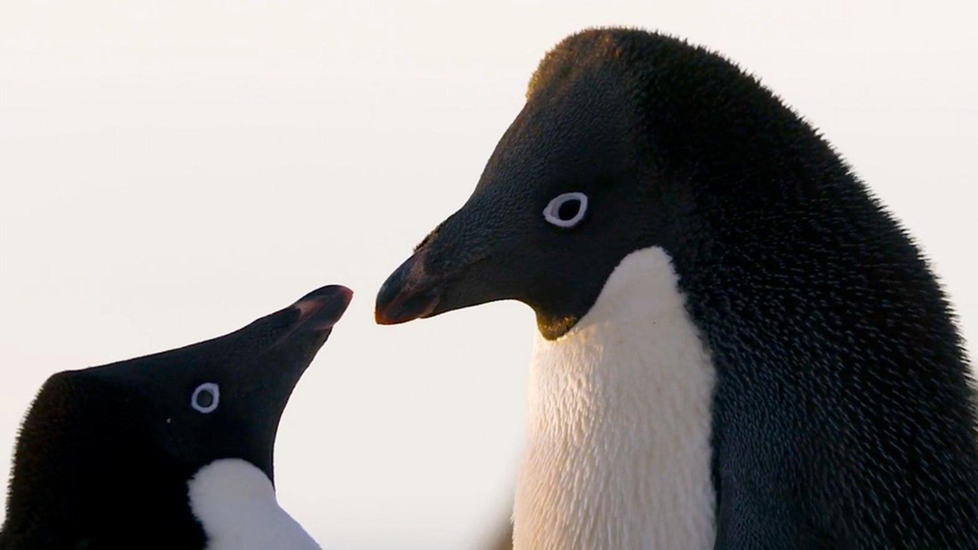 Disneynature's Penguins