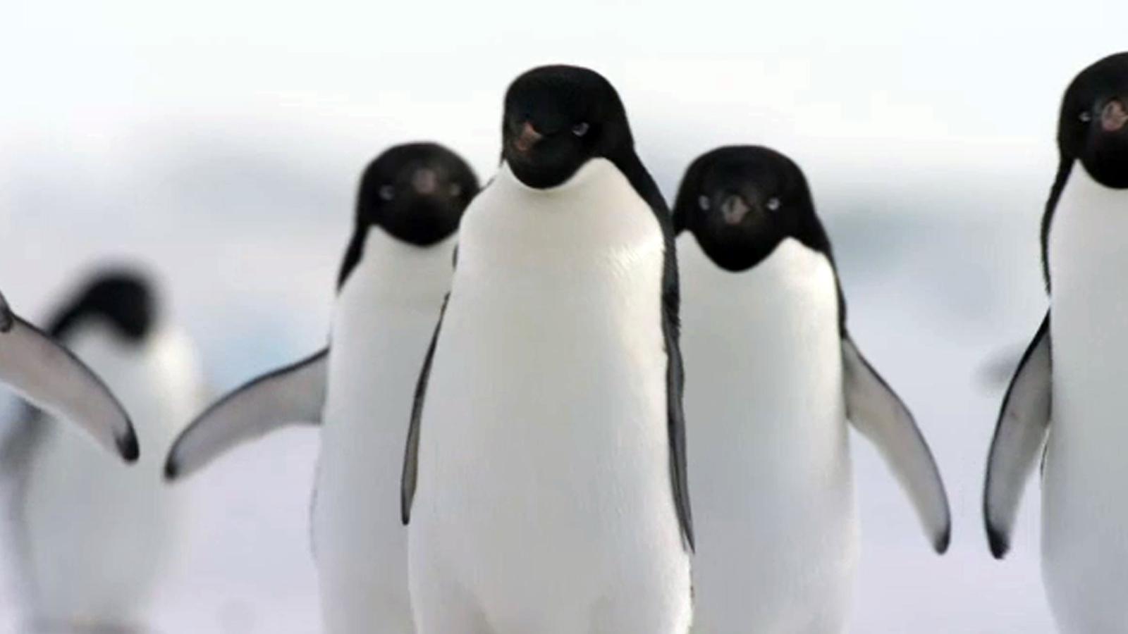 Penguins' Review: Sandy Kenyon says amusing movie brings comic