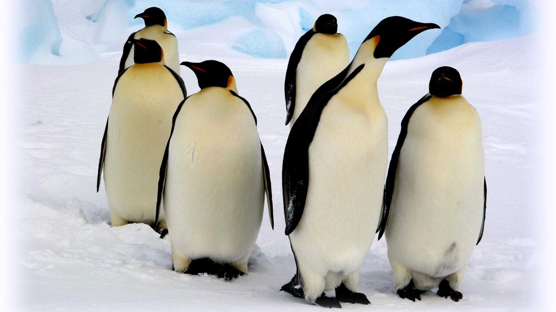 Emperor Penguin