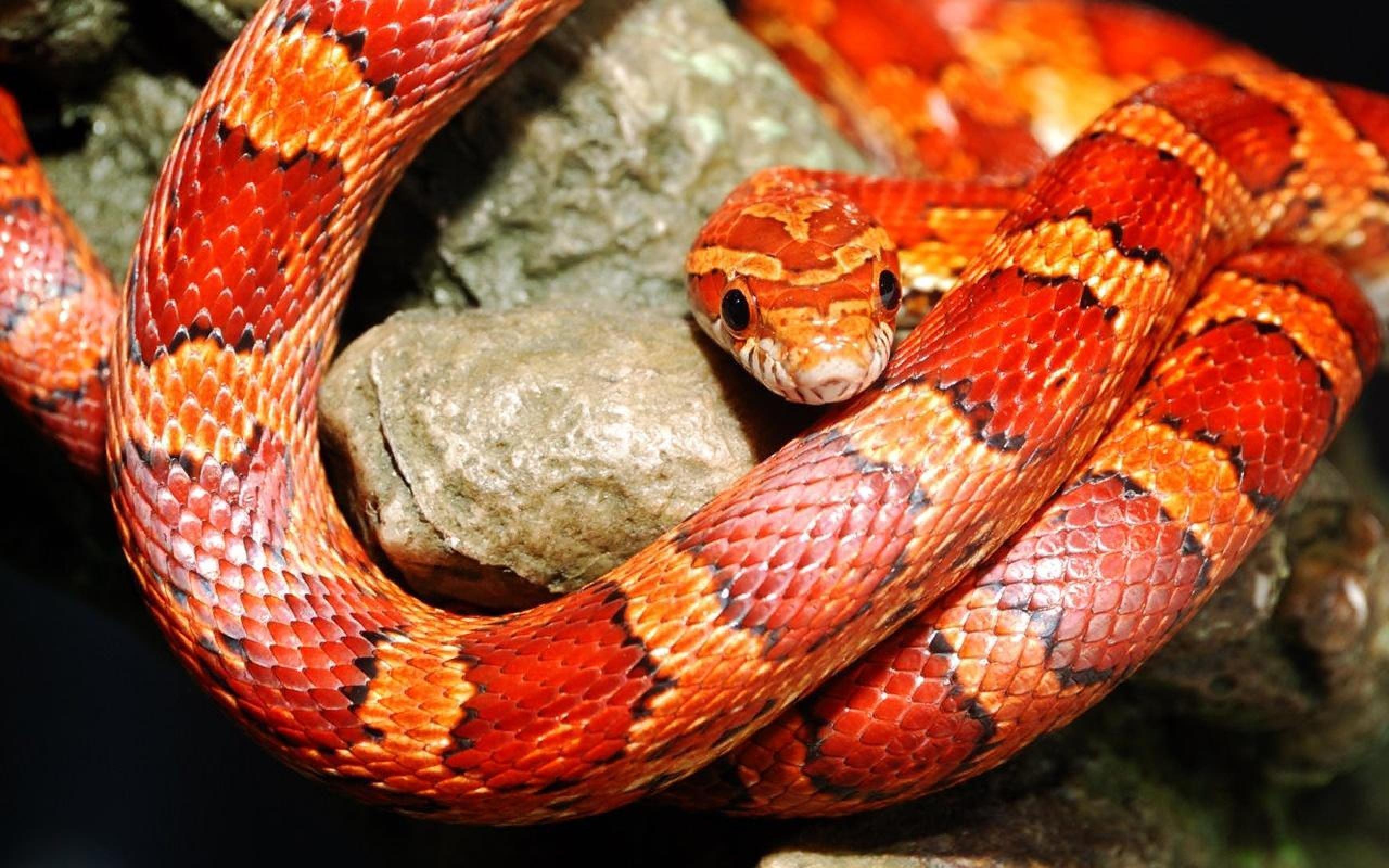Red Snake Wallpaper. Snakey!. Snake wallpaper, Yellow snake, Corn