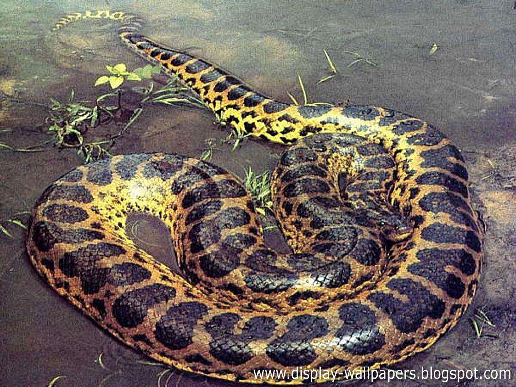 Great Anaconda Snake Wallpaper. Anaconda snake, Kinds of snakes