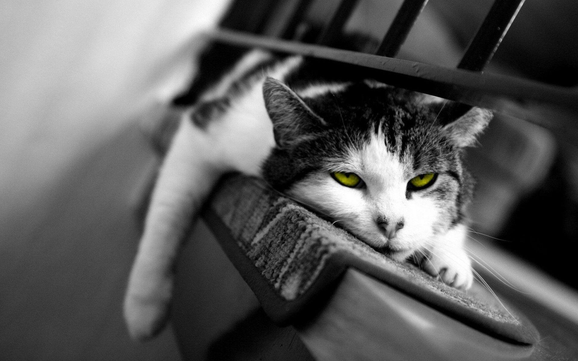 Black and White Lazy Cat Wallpaper HD Wallpaper