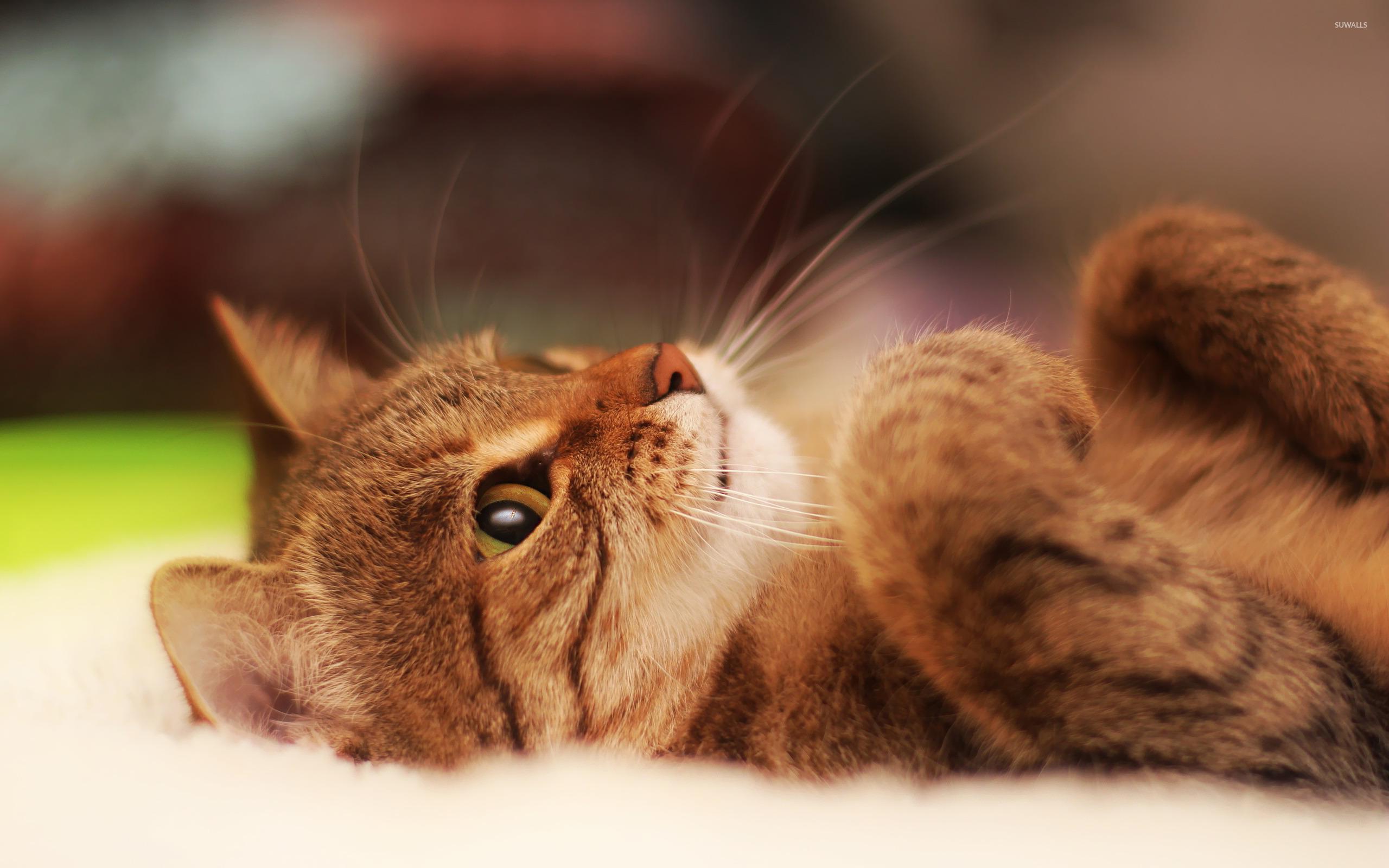 Lazy cat wallpaper wallpaper