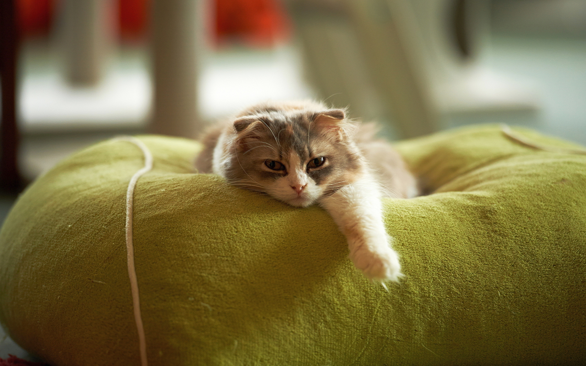 Cute lazy cat