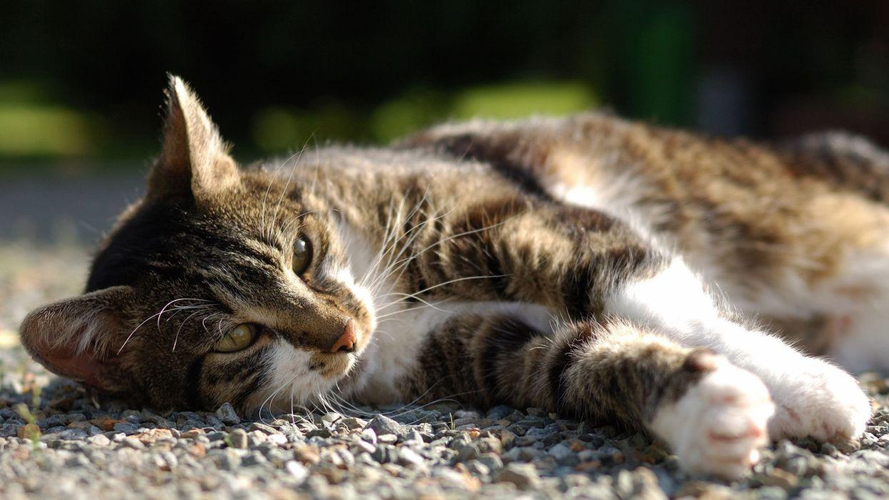 Lazy cat in the sun Animals Cat wallpaperx1440