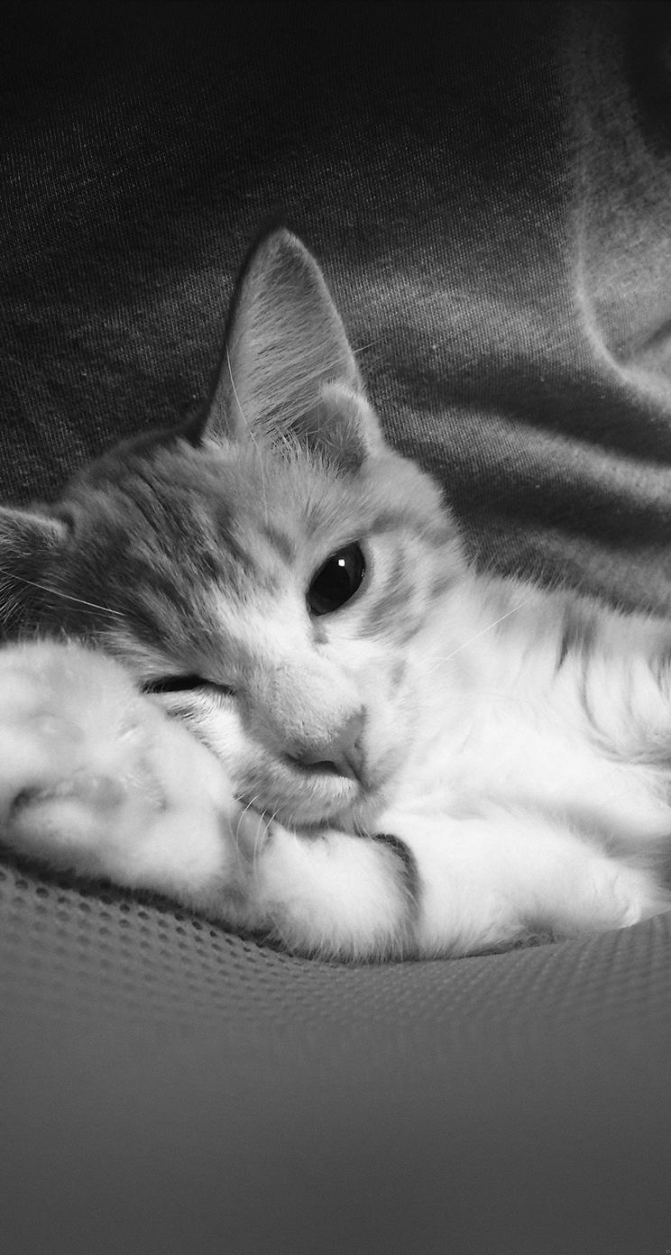 Cute Lazy Cat Animal Dark iPhone se Wallpaper Download. iPhone