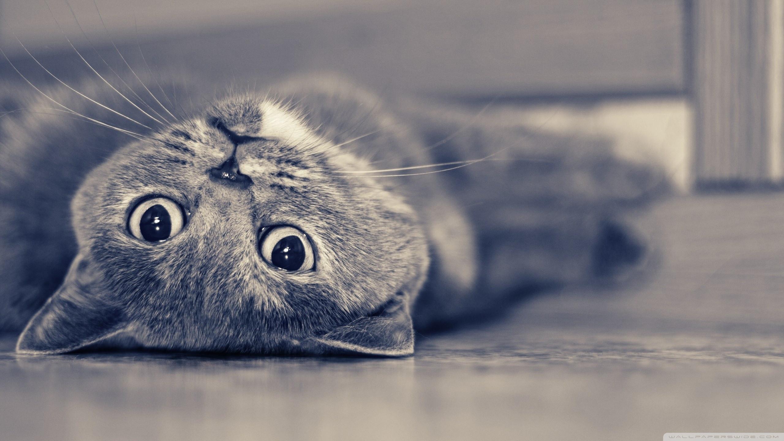 Lazy Cat Wallpapers - Wallpaper Cave