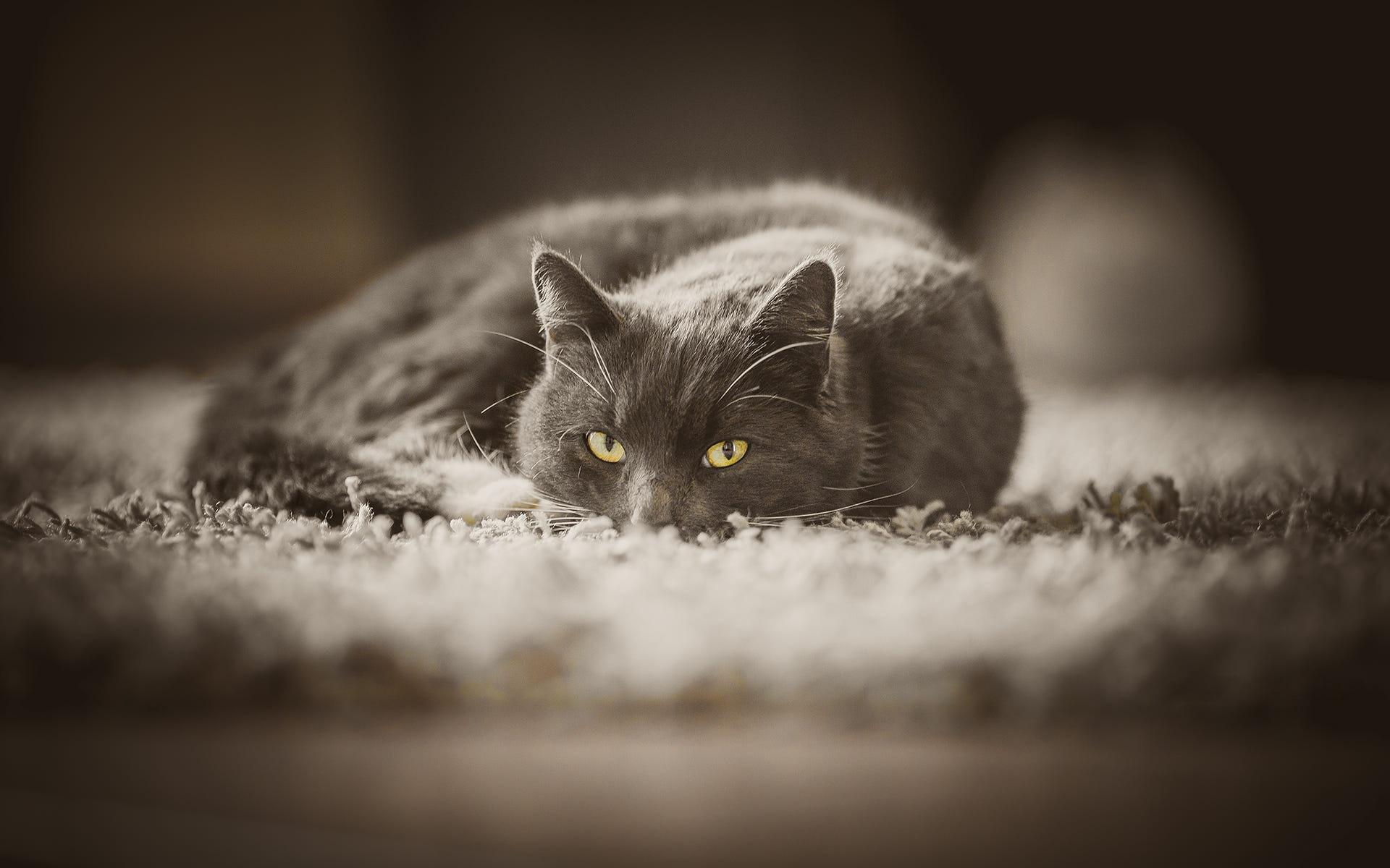 Download wallpaper gray cat, lazy cat, winter, evening, cute