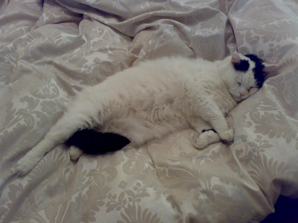 WallpaperMISC Cat HD Wallpaper 27 X 768 Free TOP High