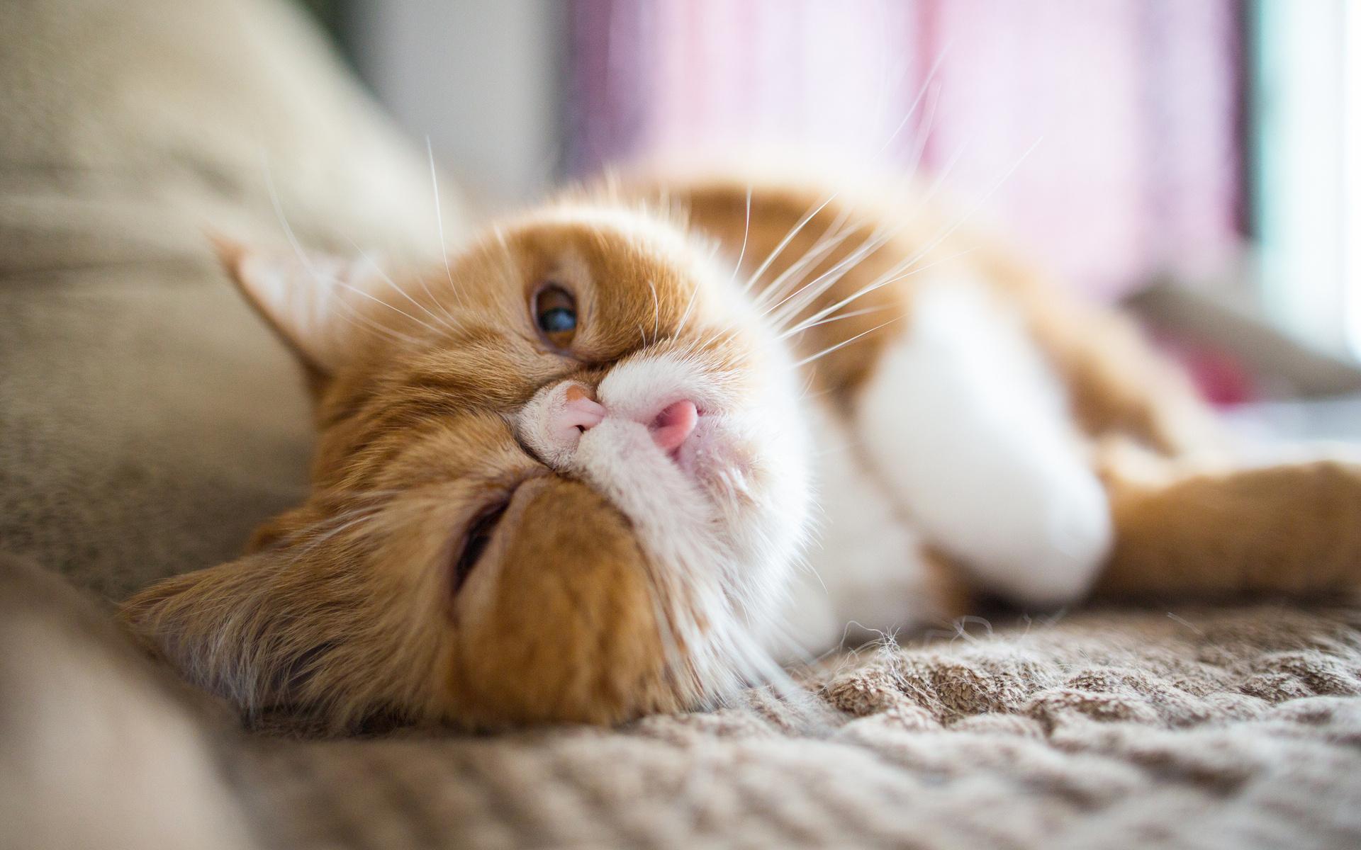 Download wallpaper Exotic Shorthair Cat, lazy cat, ginger cat, pets