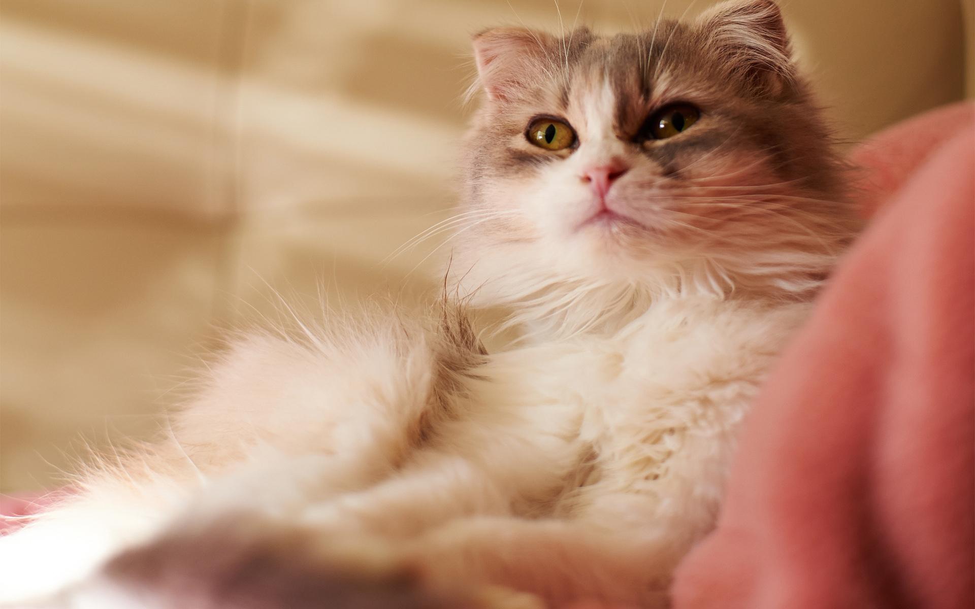 Desktop Photo Of Cute Cats Wallpaper