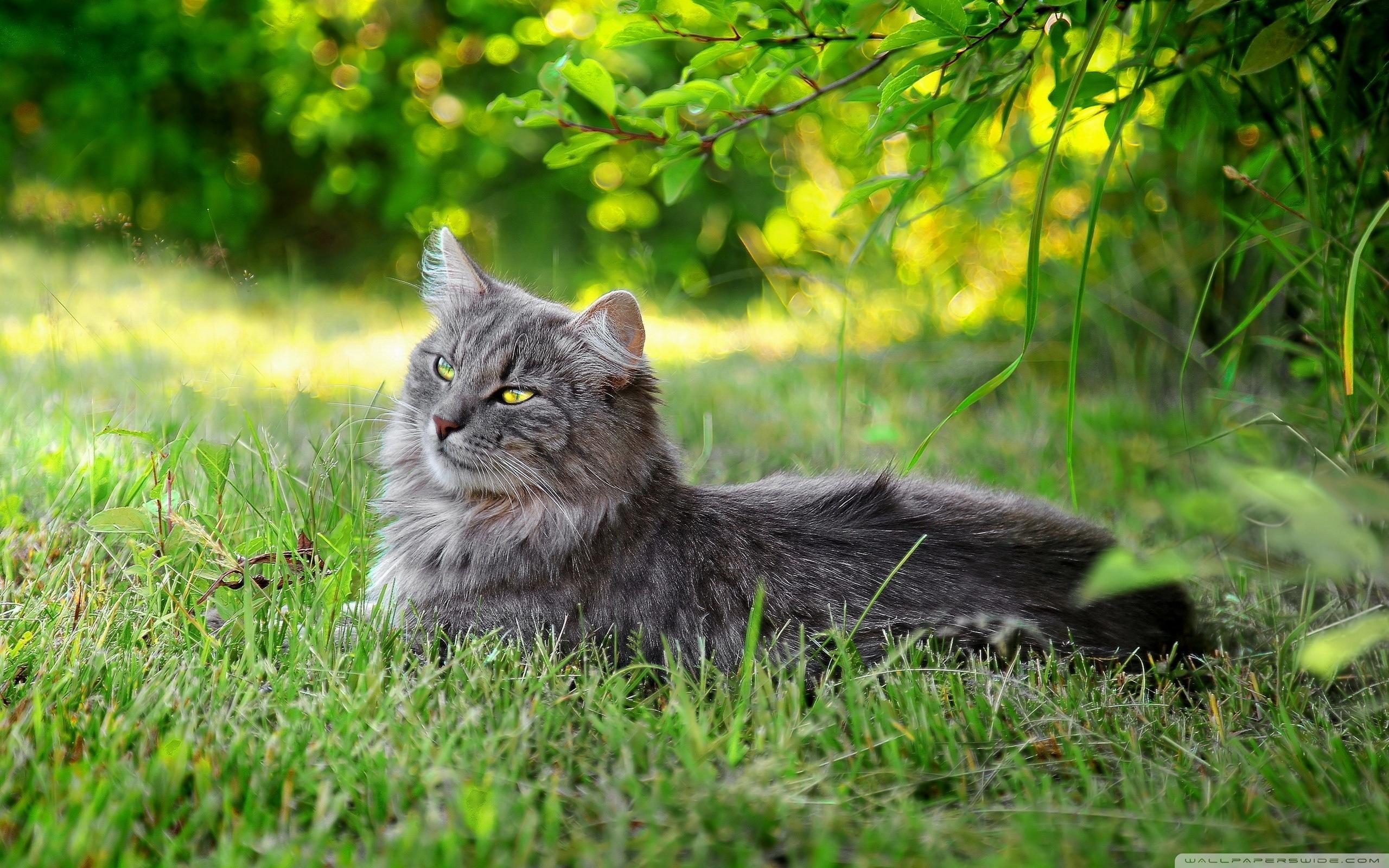 Download The Best Lazy Cat Outdoors Wallpaper