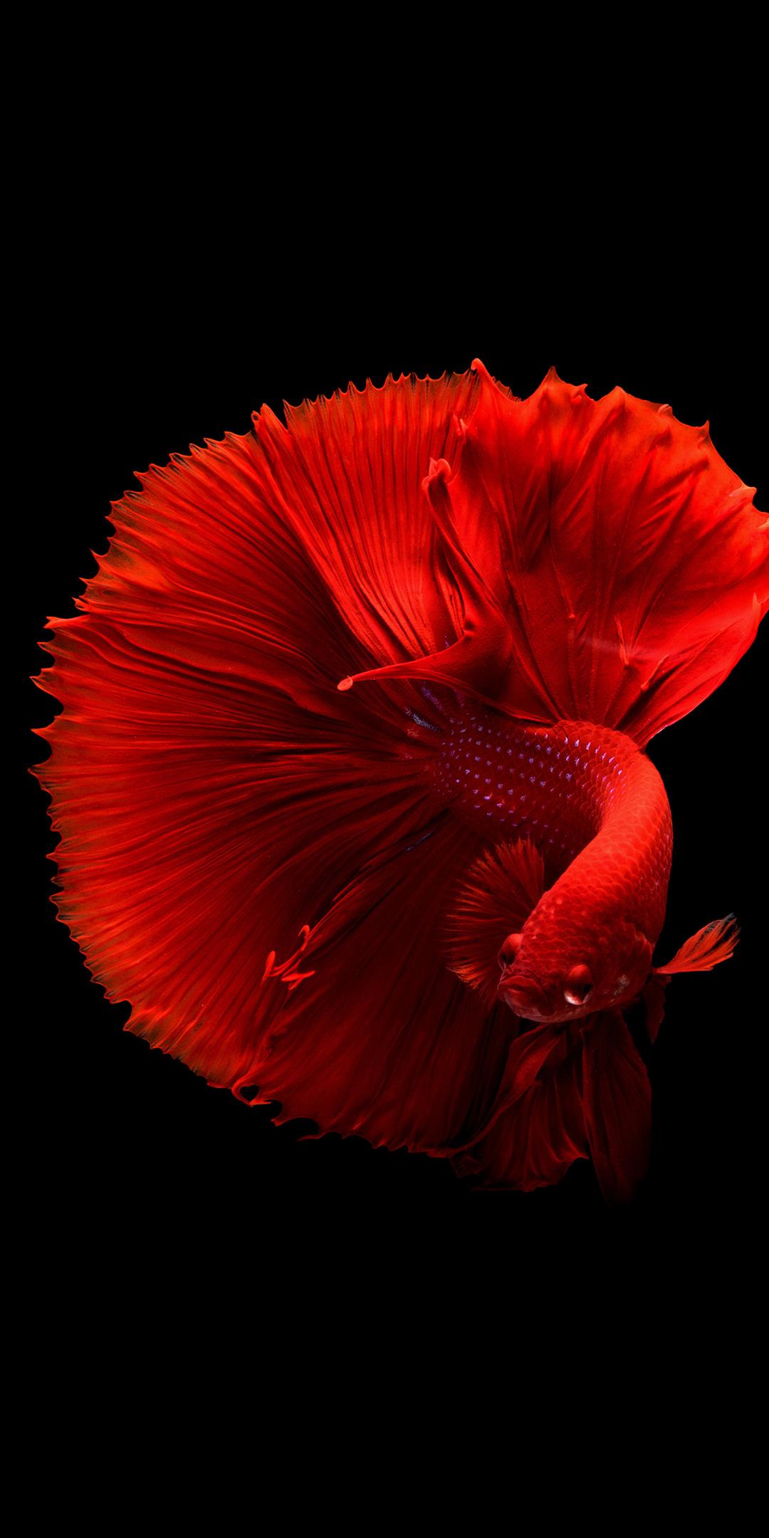 Siamese Fighting Fish 4k One Plus 5T, Honor 7x, Honor view