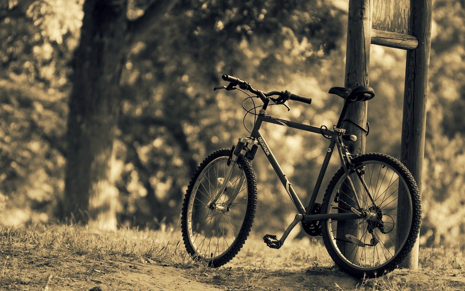 miscellaneous bike bicycle nature sports tree leaves blur background