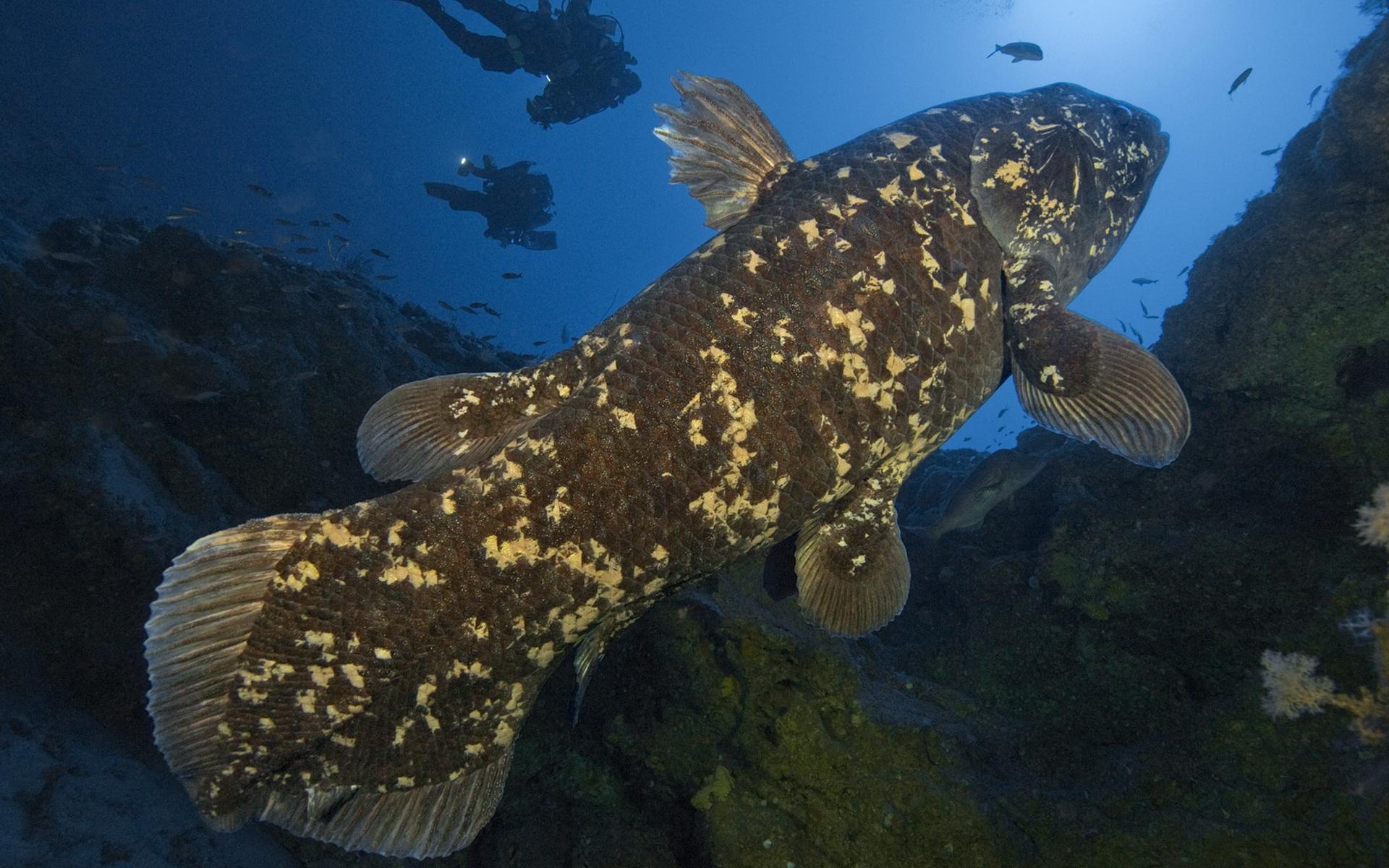 Coelacanth Fish HD Wallpaper