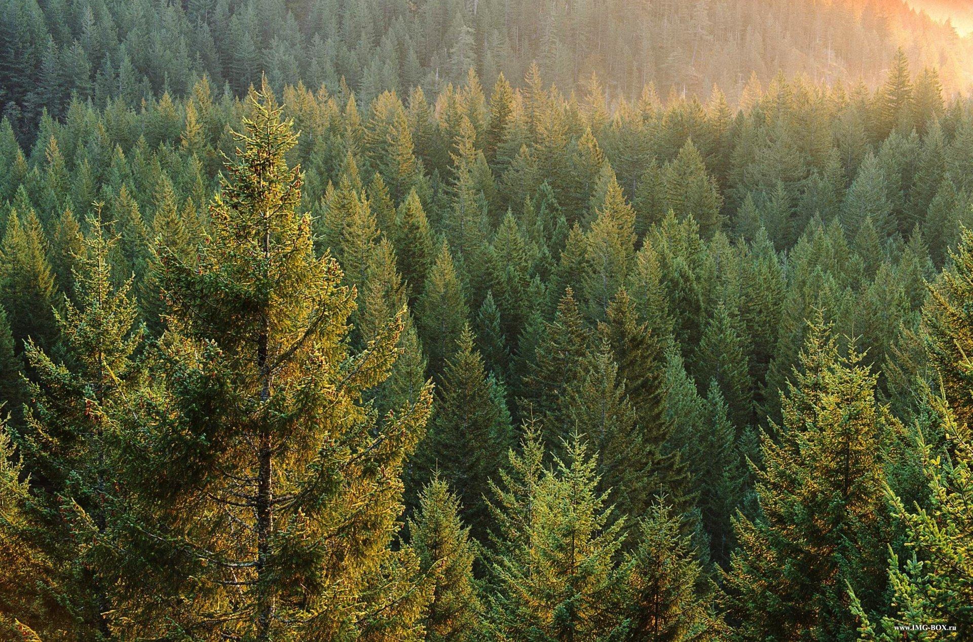 russia taiga forest tree sun rays dawn HD wallpapers