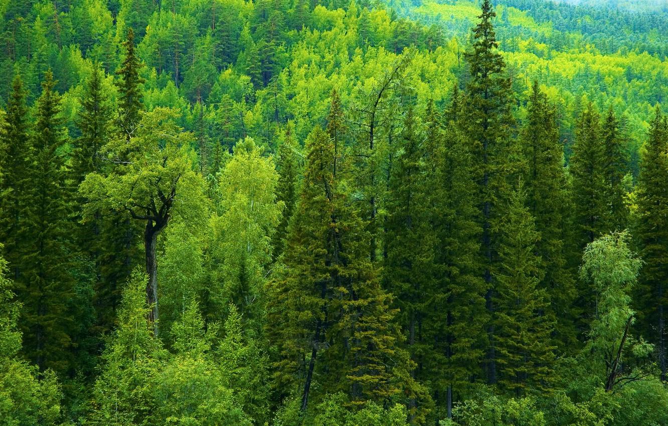 Wallpapers greens, forest, trees, ate, Russia, taiga image for