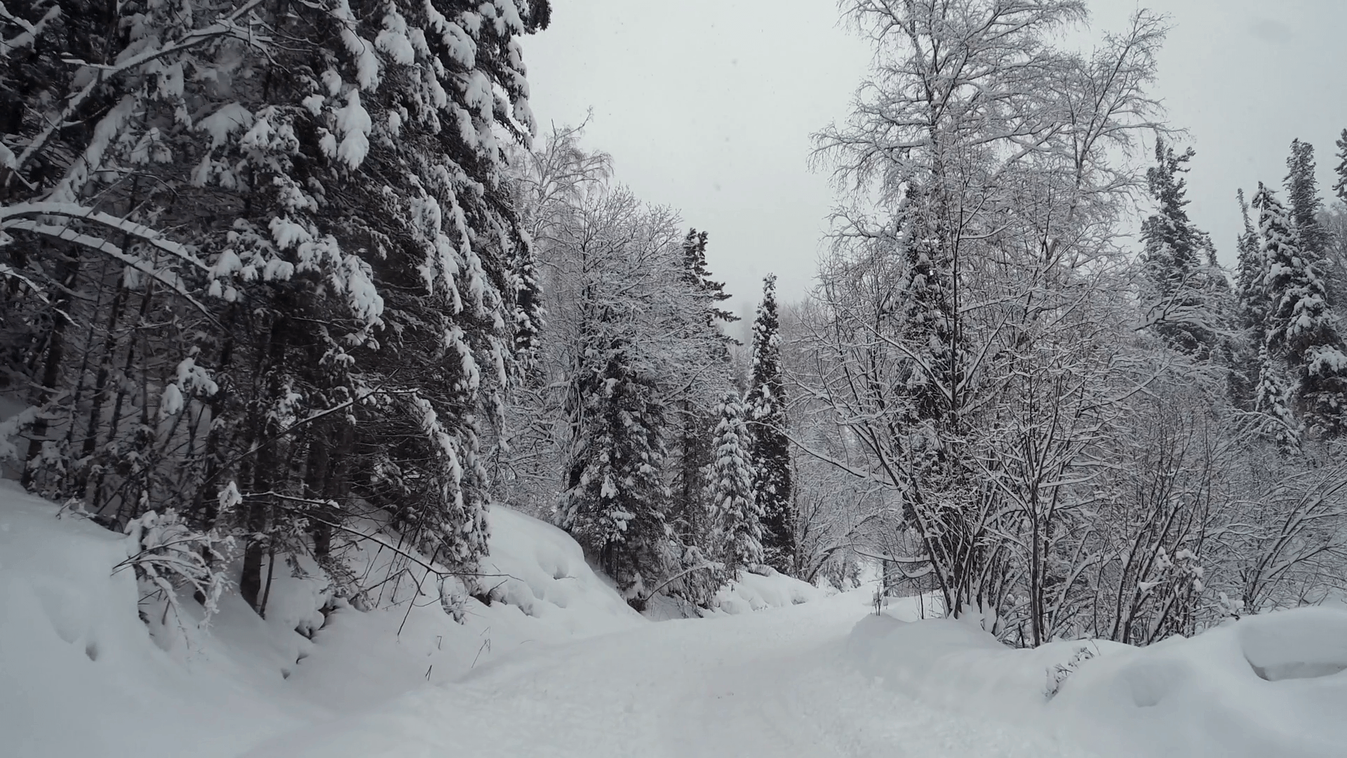 Walking along road in winter taiga forest under heavy snow on the