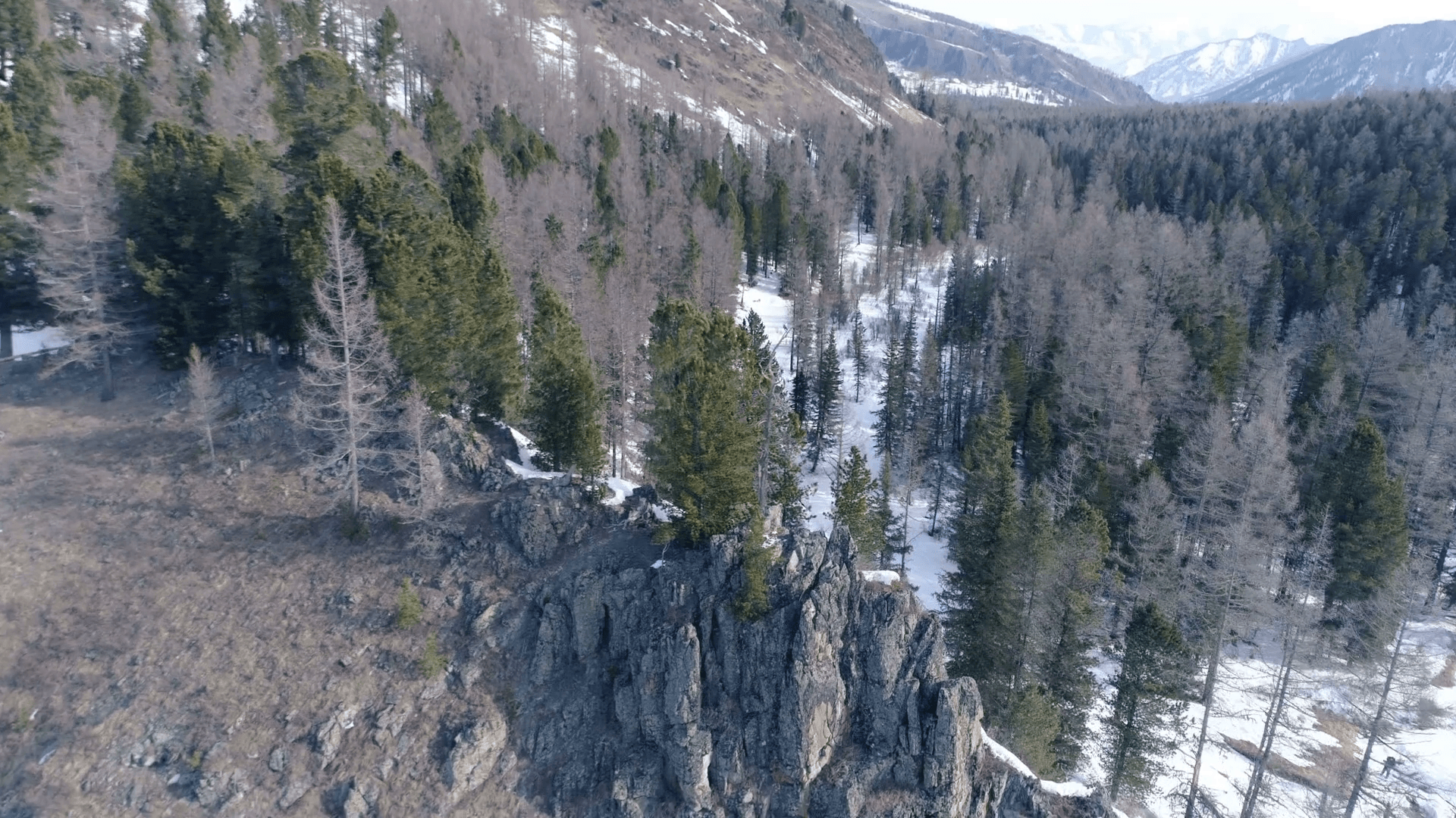 Aerial taiga forest in Altai mountains in winter Stock Video Footage
