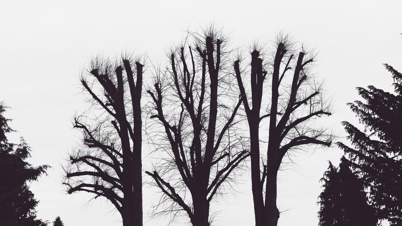 Download wallpapers 1366x768 trees, branches, aesthetic, bw tablet