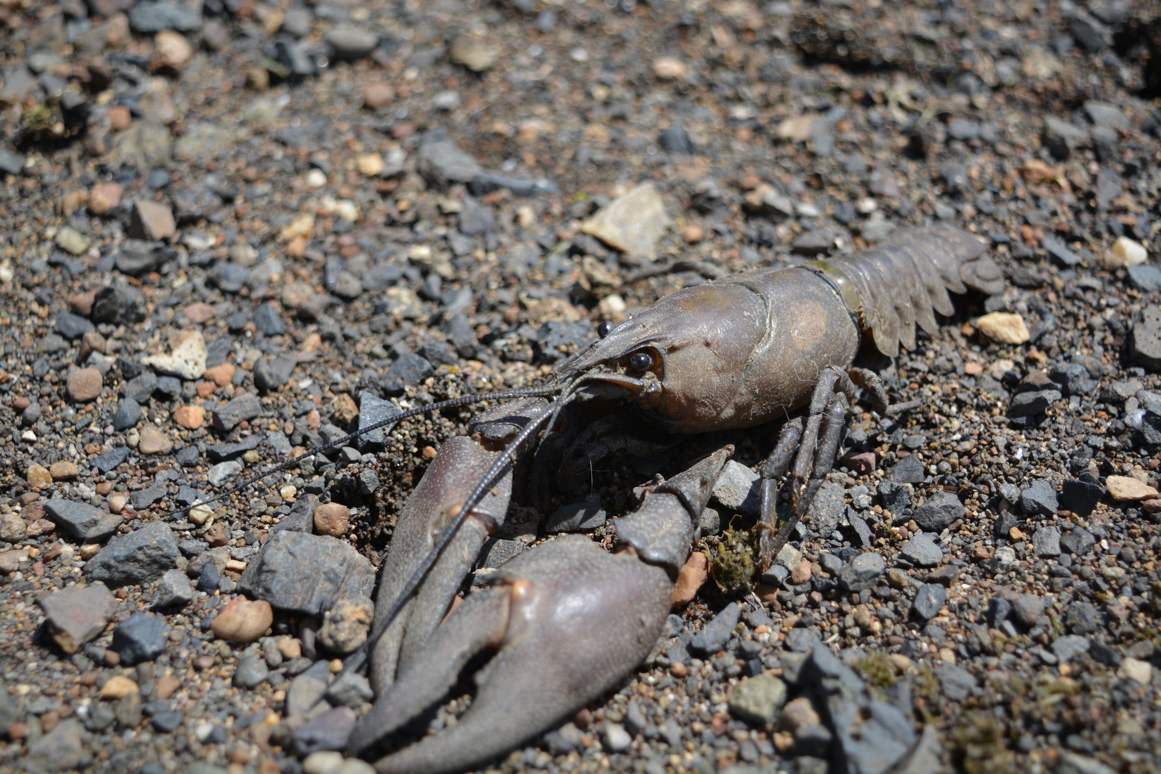 gray crawfish free image