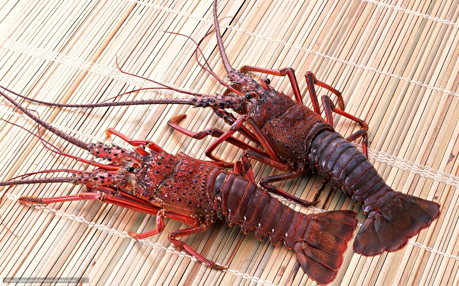 Group of Crayfish Wallpaper HD Download