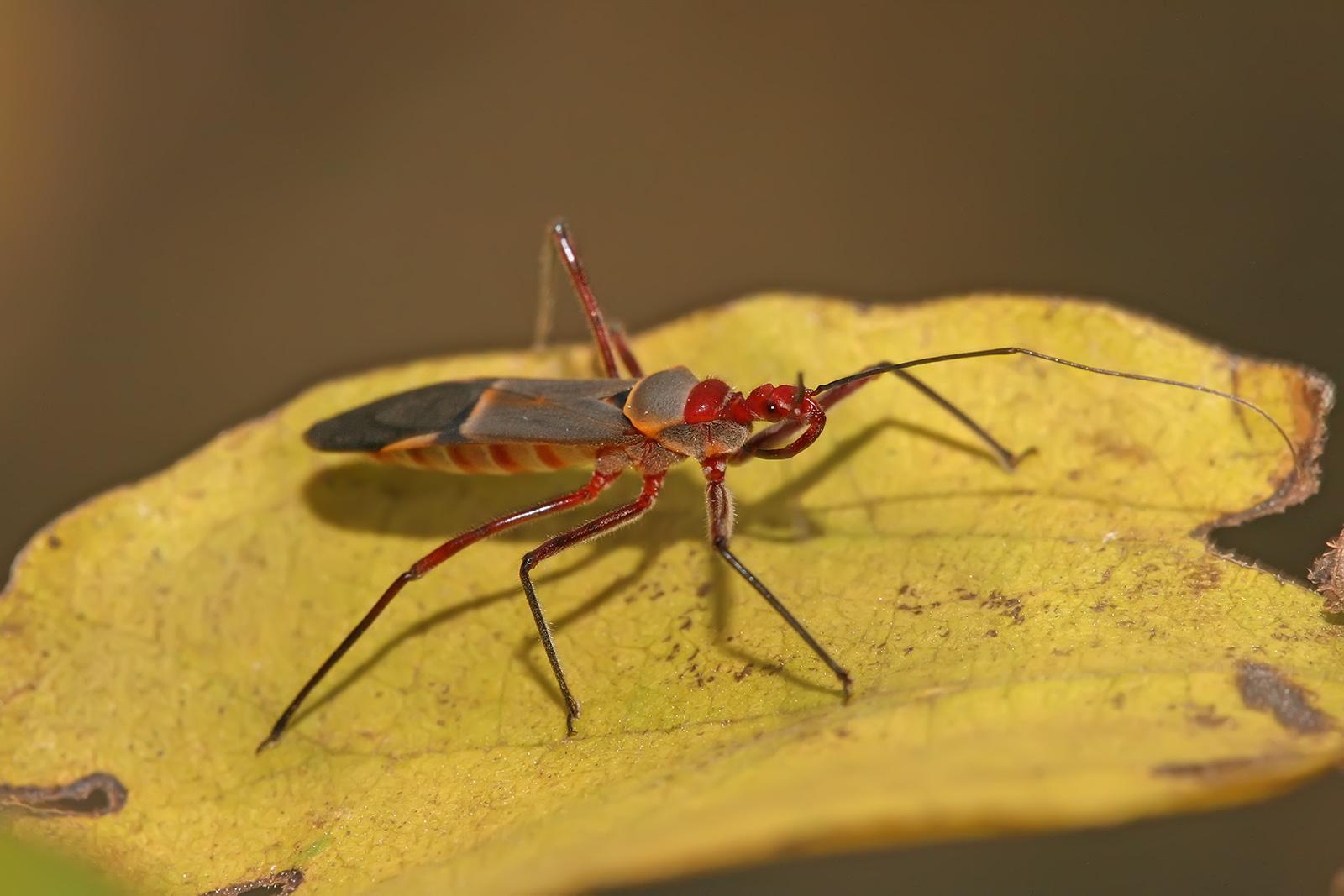 Picture of Reduviid Bug