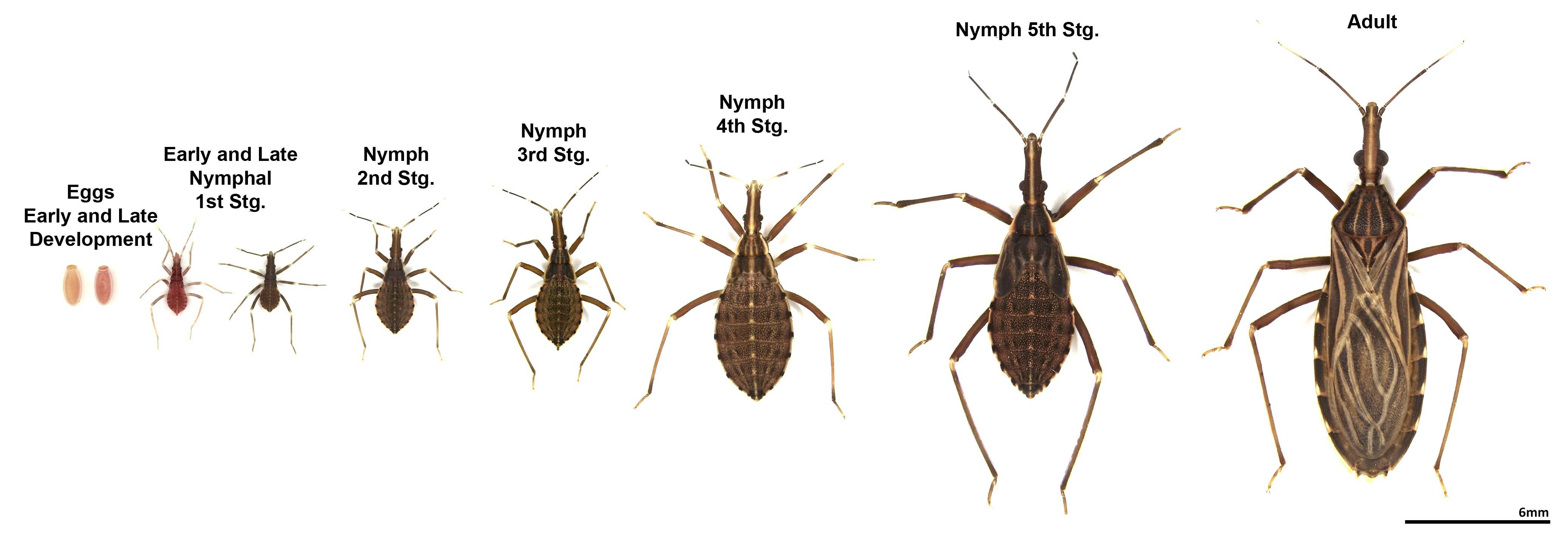 image Of Baby Kissing Bugs