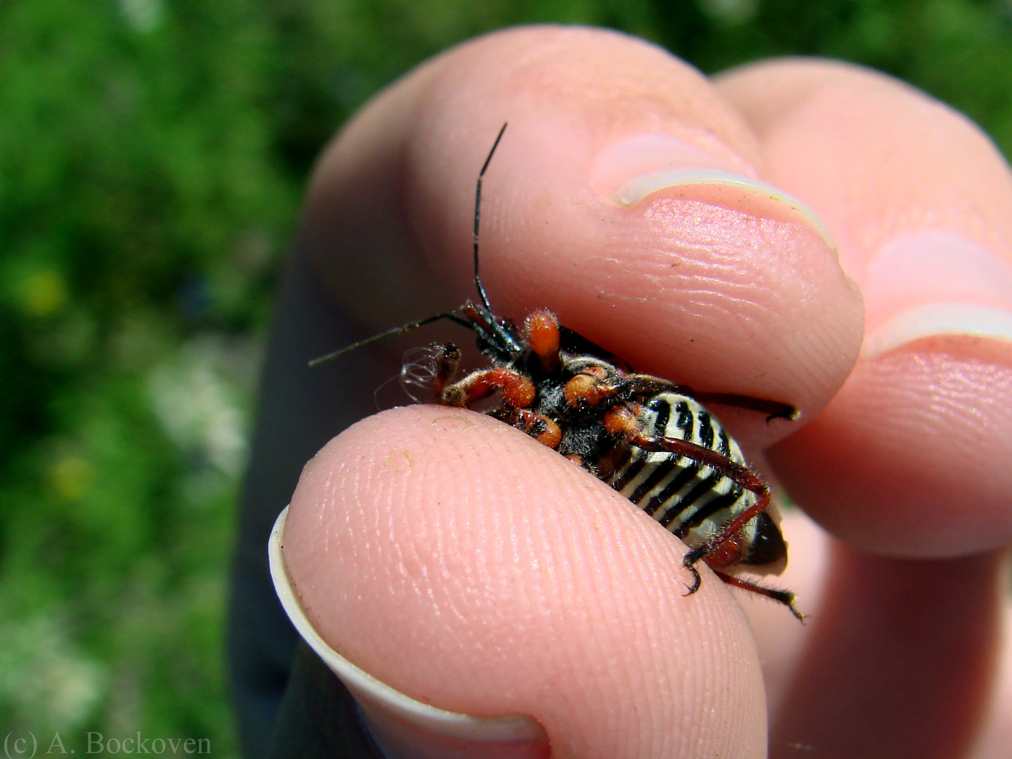 Triatomine bugs aka kissing bugs or assassin bugs invading Oklahoma