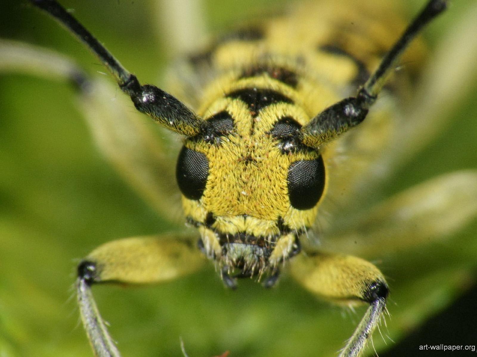 Insects wallpaper, insects &; bugs, photography, art print