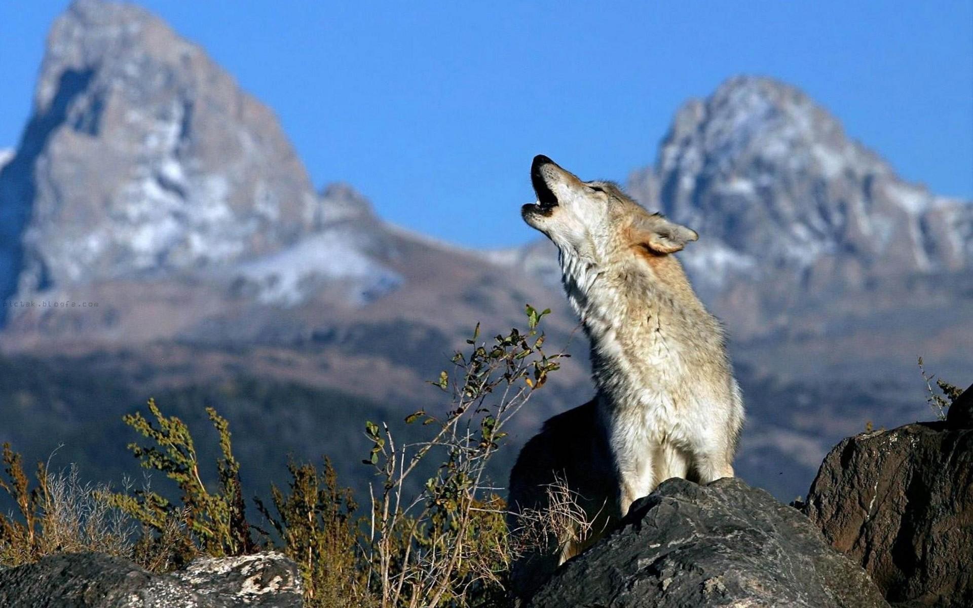 Best Wallpaper Of A Wolf Howling