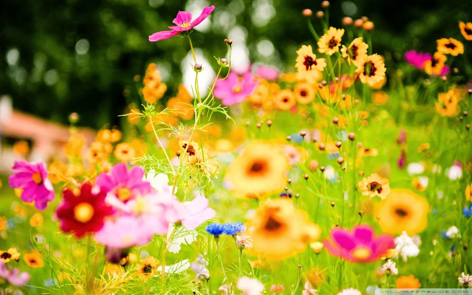 Download Beautiful Summer Flowers Image Is Cool Wallpaper