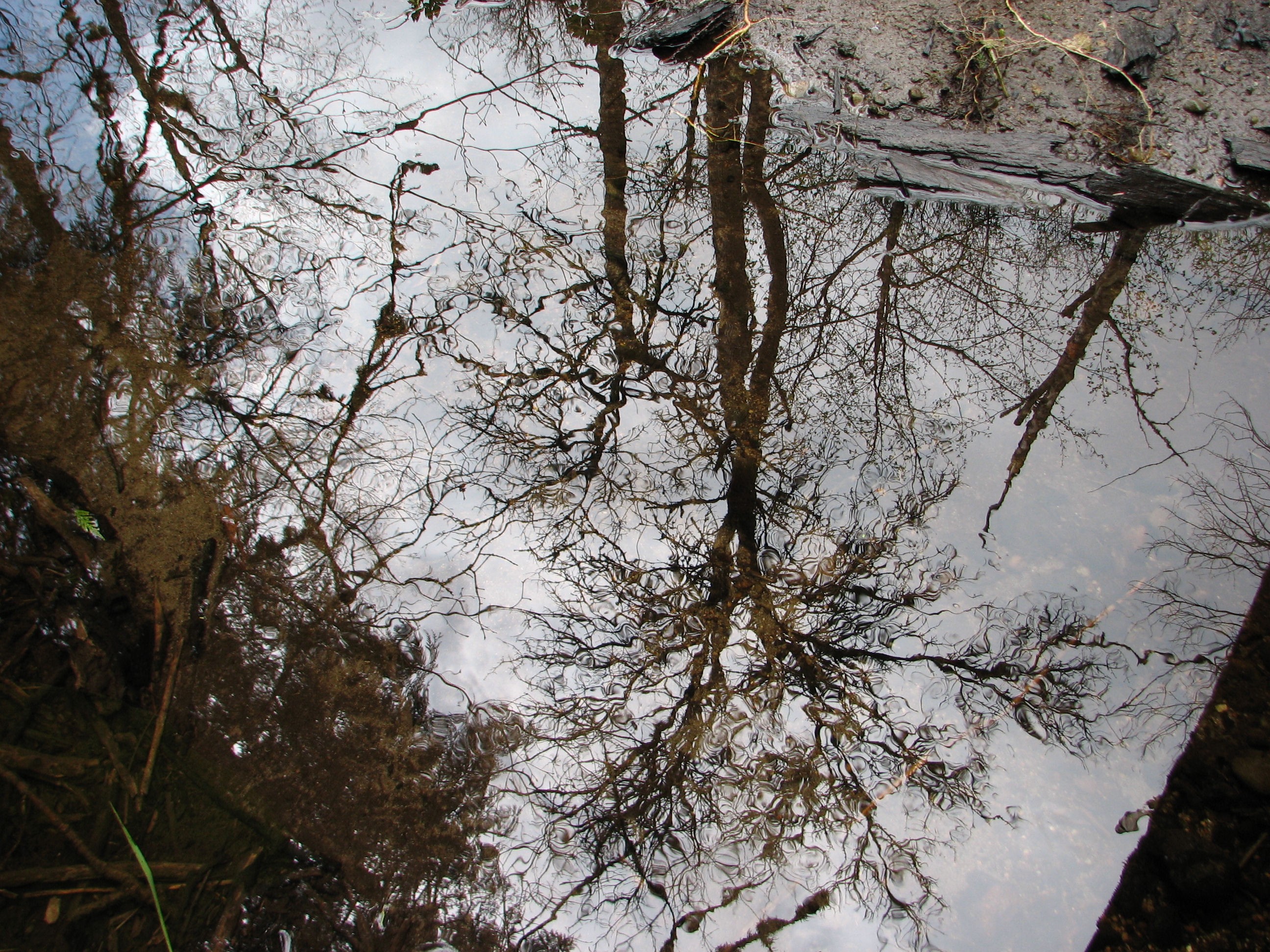 Forest: Puddle Reflection Woods Forest Spring Summer Wallpaper HD