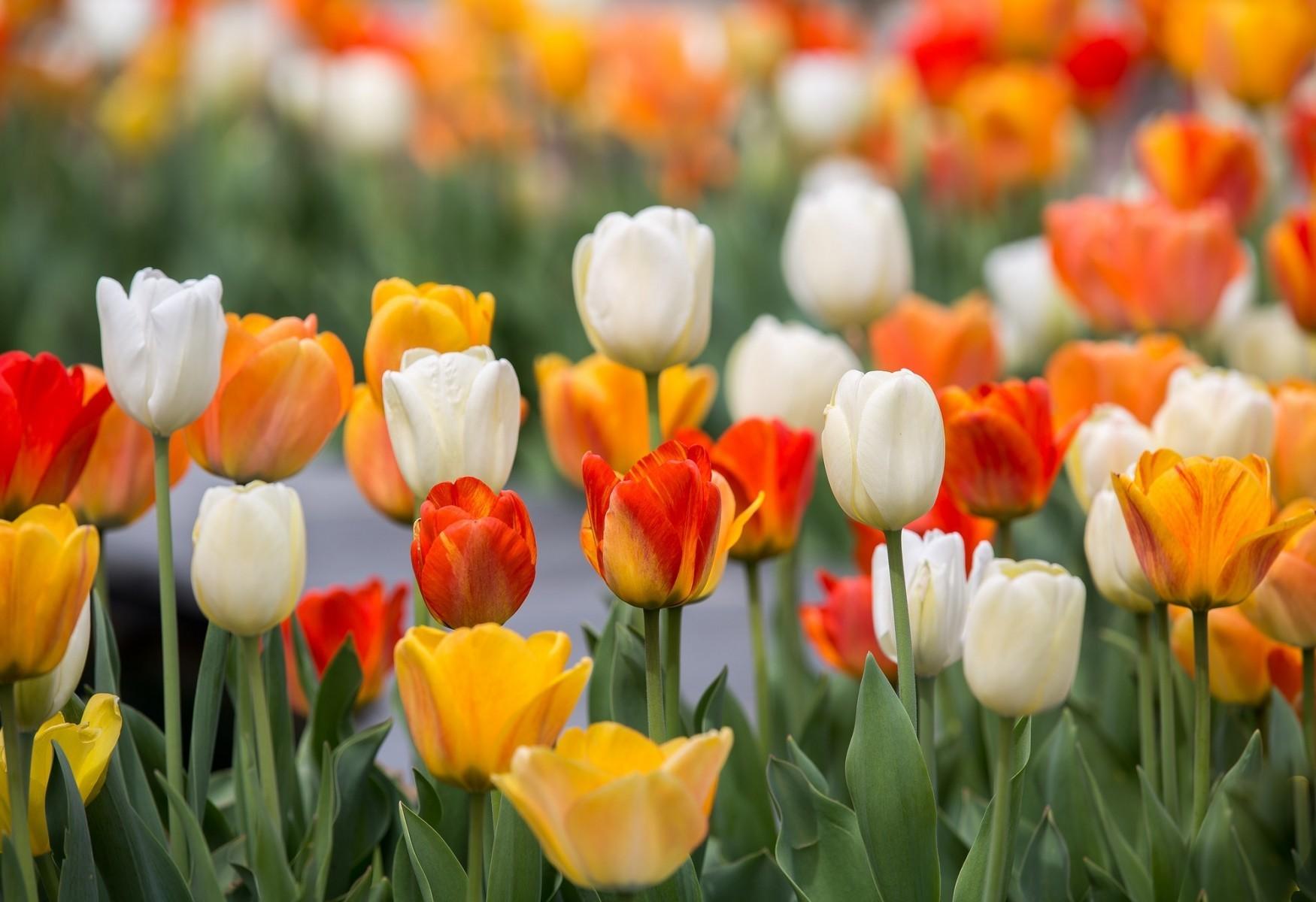 Download 1750x1200 Colorful Tulips, Scenic, Summer Wallpaper