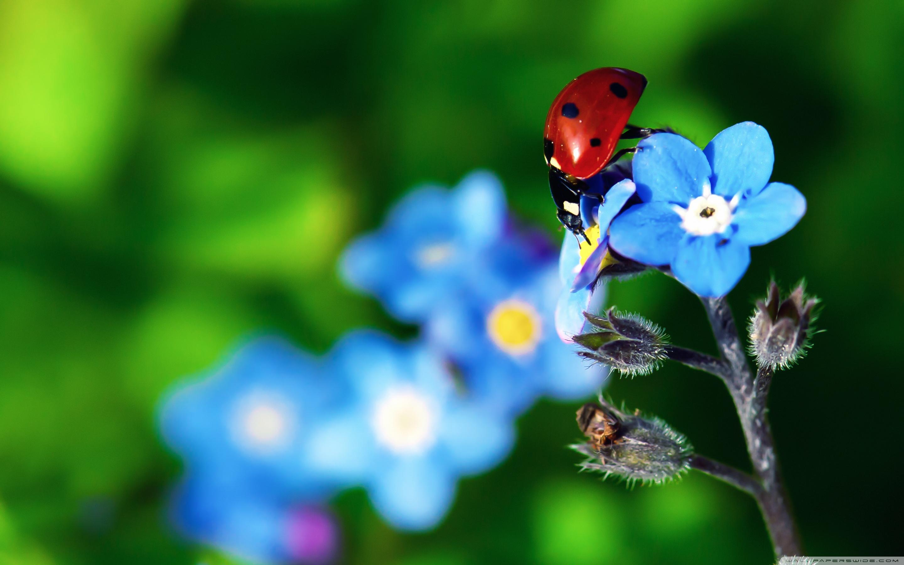 Ladybird Beetle ❤ 4K HD Desktop Wallpaper for 4K Ultra HD TV • Wide