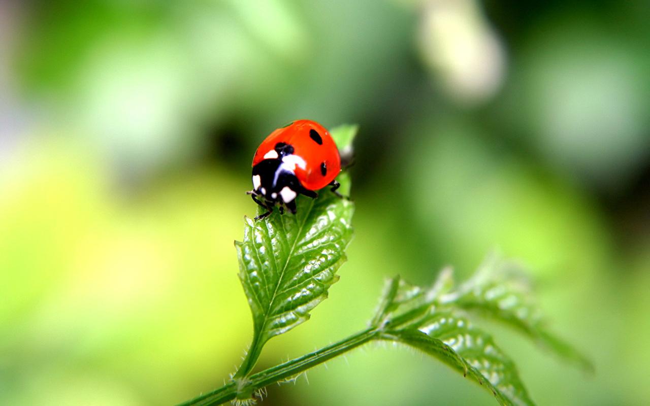 Wallpaper Lady beetle Insects Animals