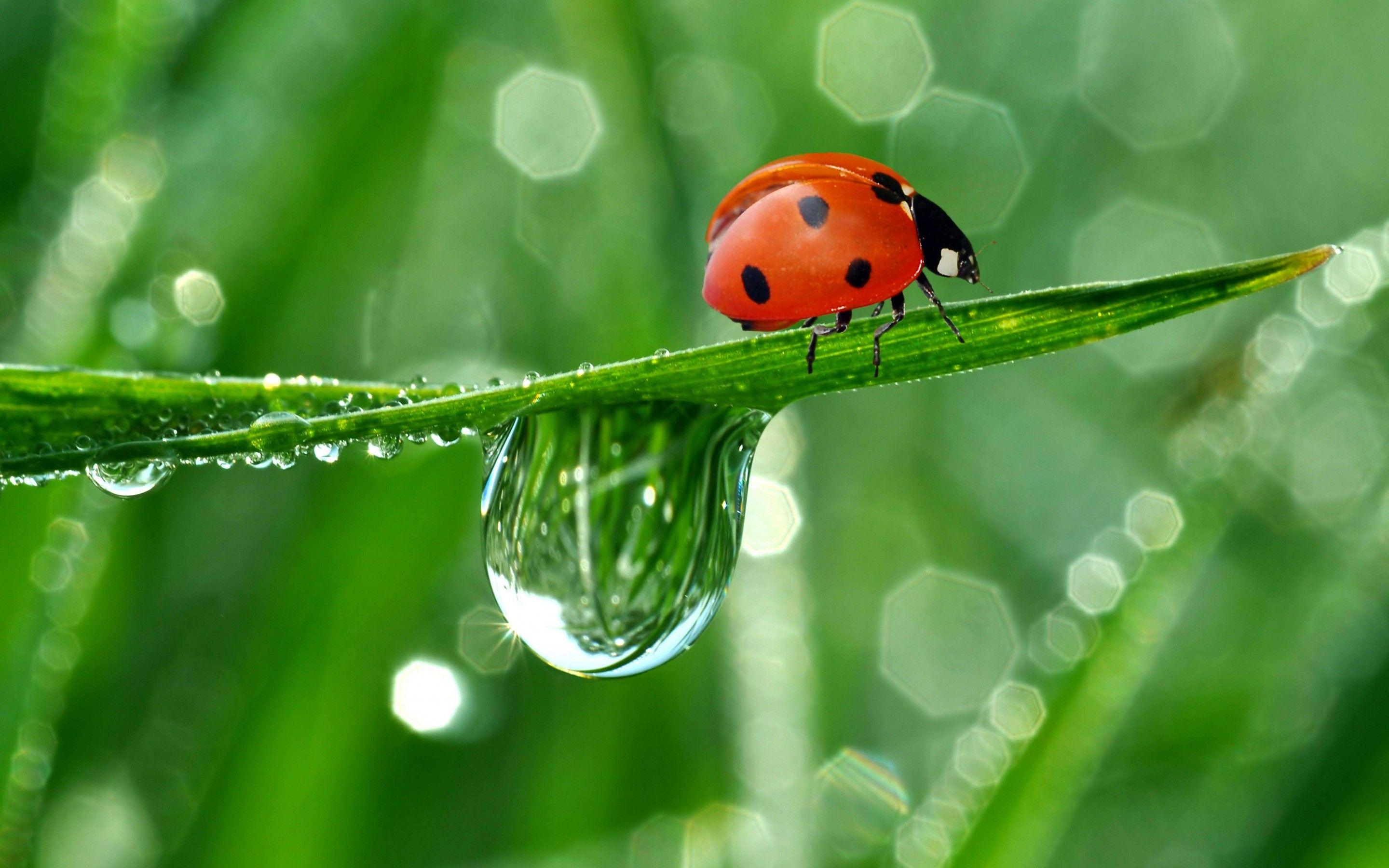 Cute Ladybug and Water Drops Wallpaper Full HD High Resolution