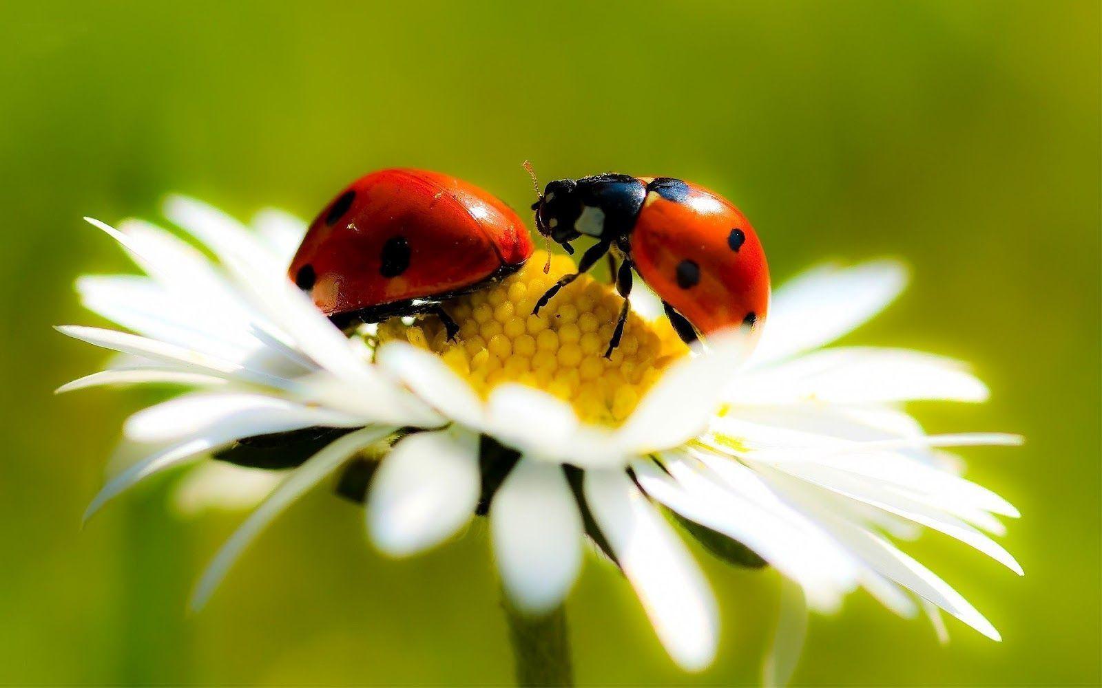 image Of Ladybugs. Hd Ladybug Wallpaper With Two Ladybugs On A