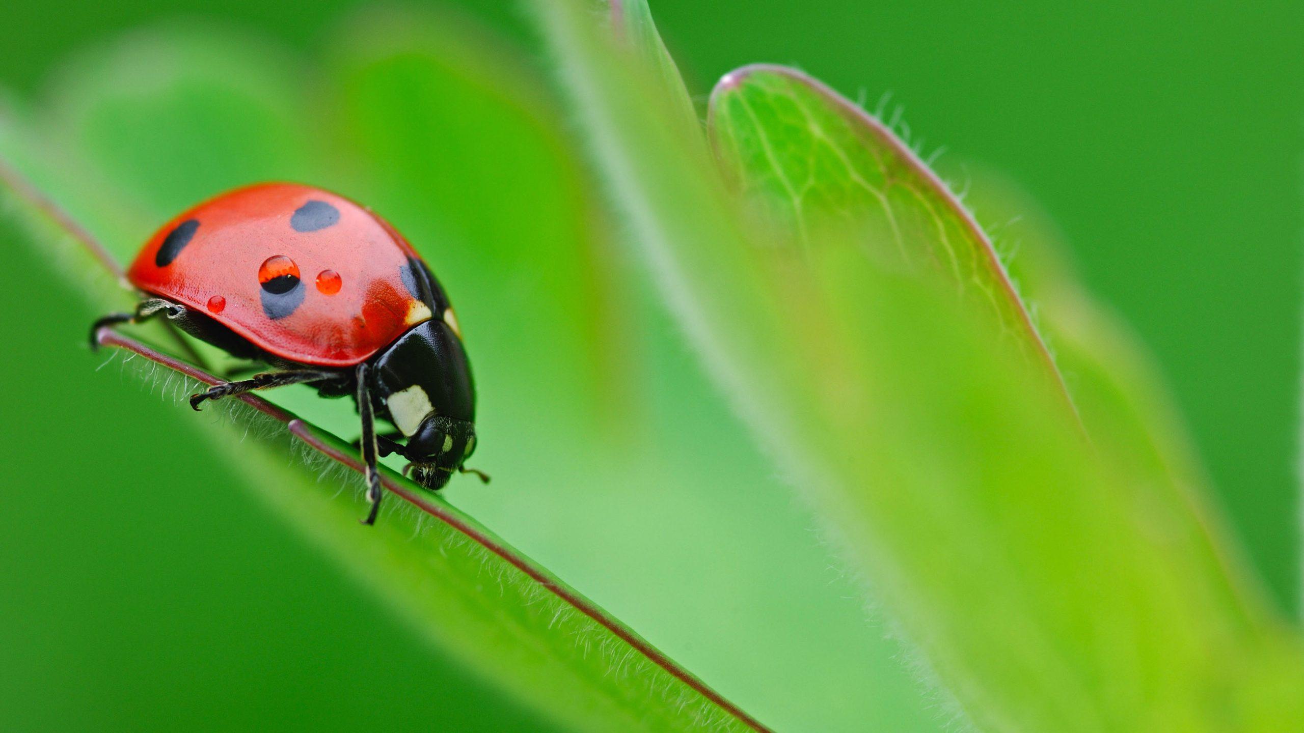 HD Wallpaper Of A Pretty Ladybird Beetle On A Green Plant