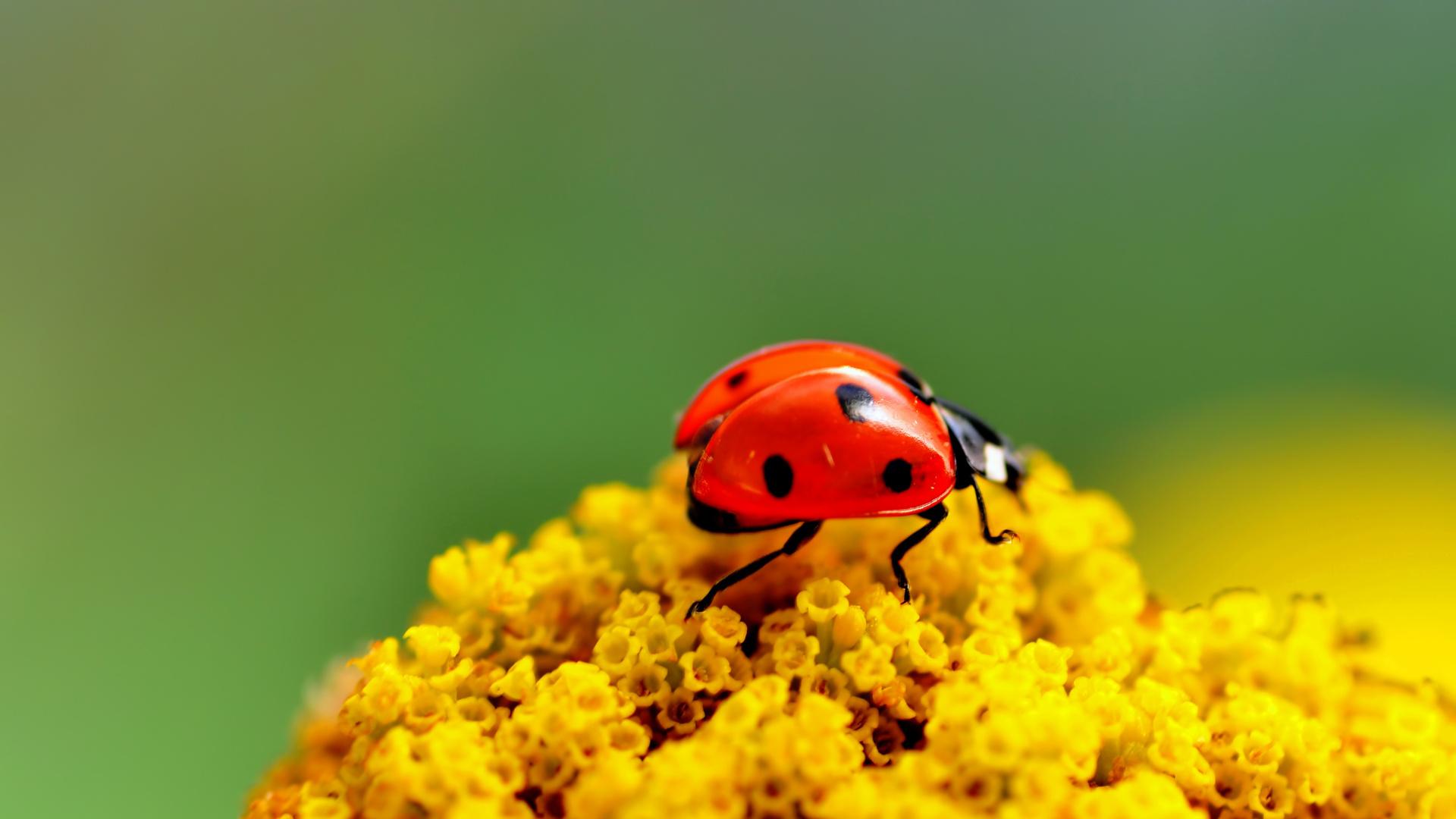 Image Ladybugs Insects Animals